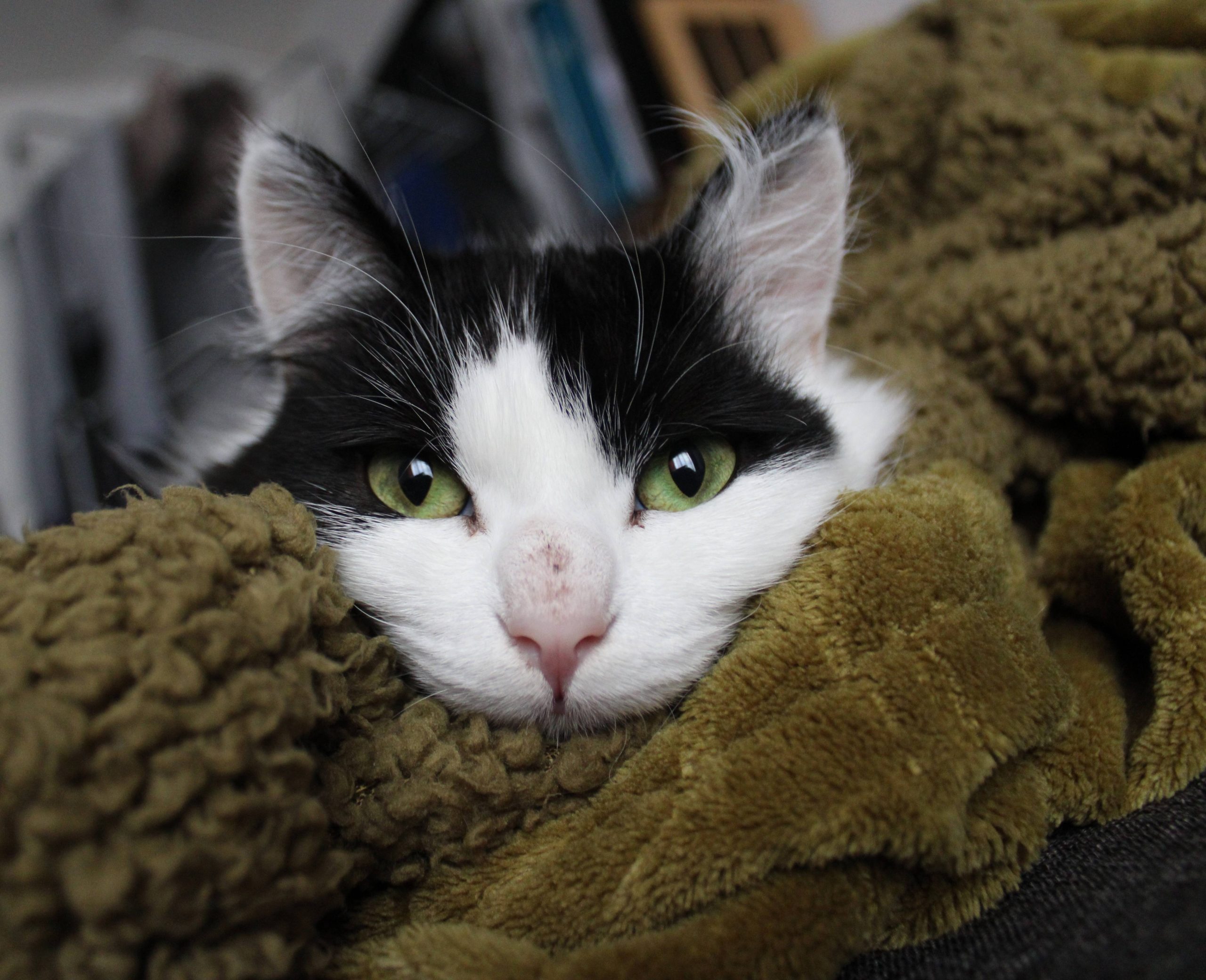 Mina, chatte ayant marqué mon parcours