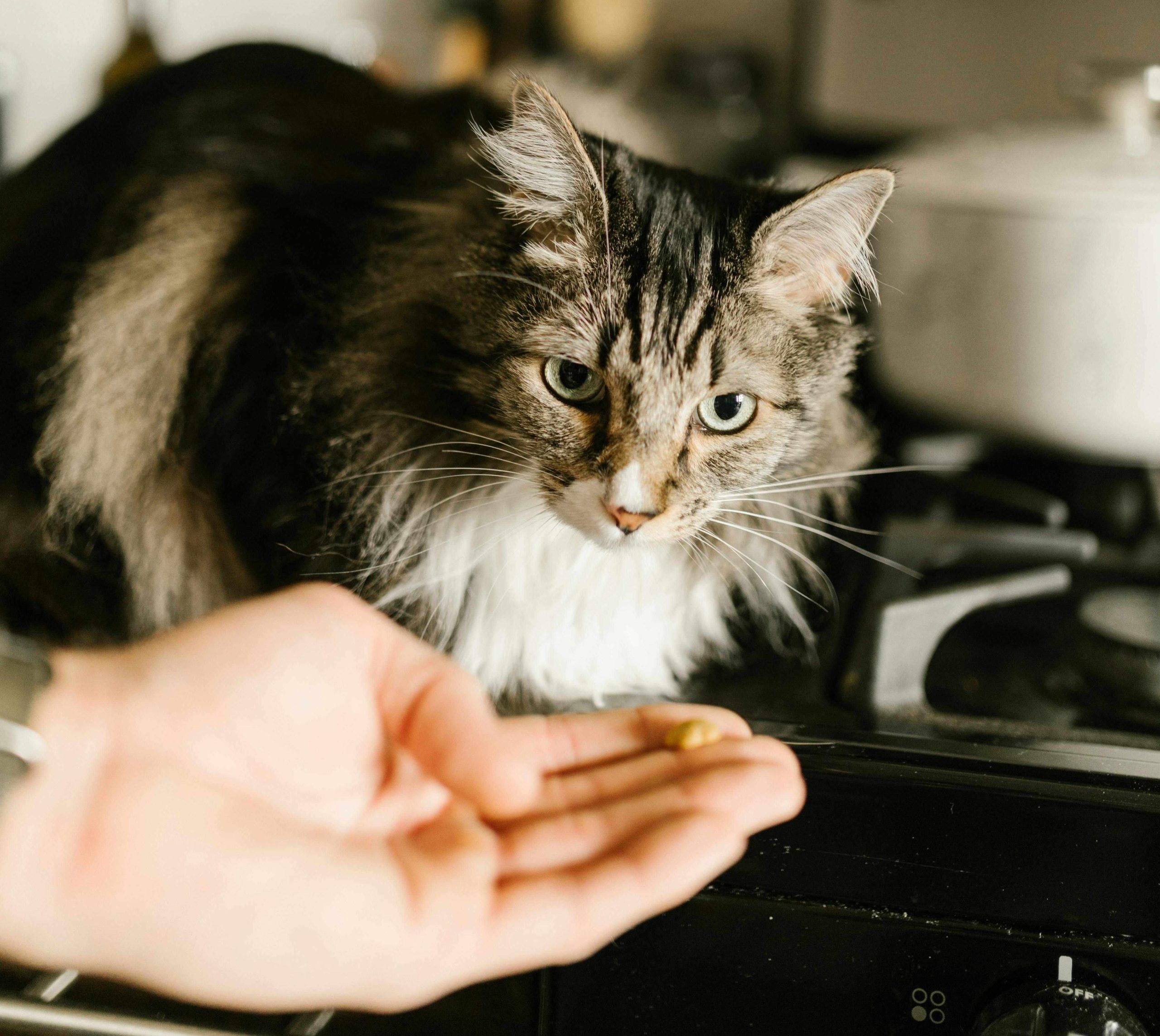 chat renforcement positif