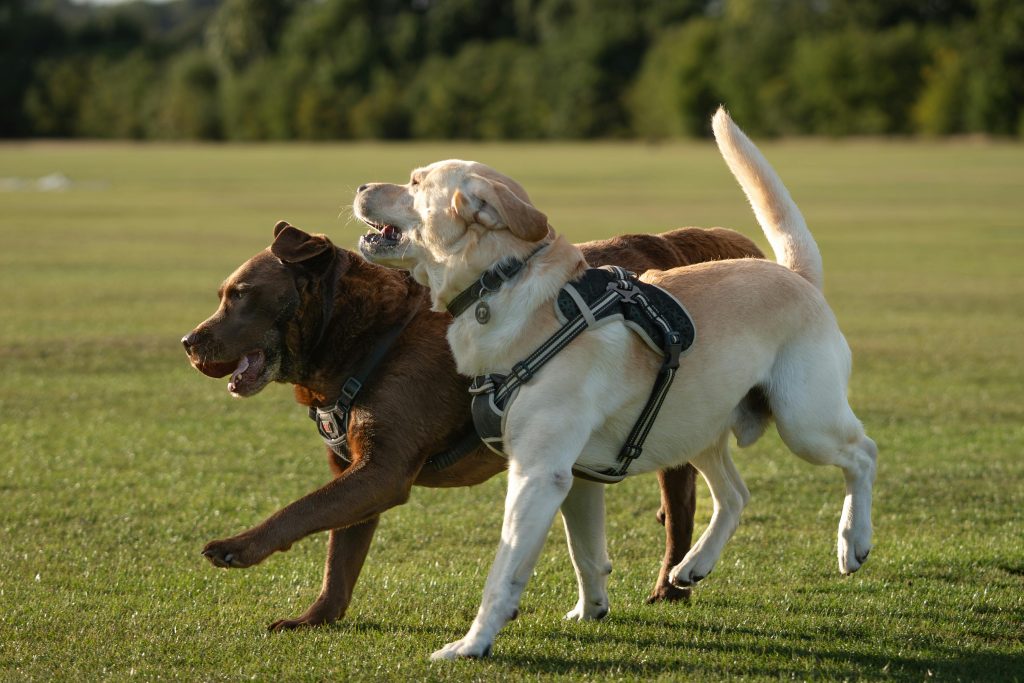chiens jouent
