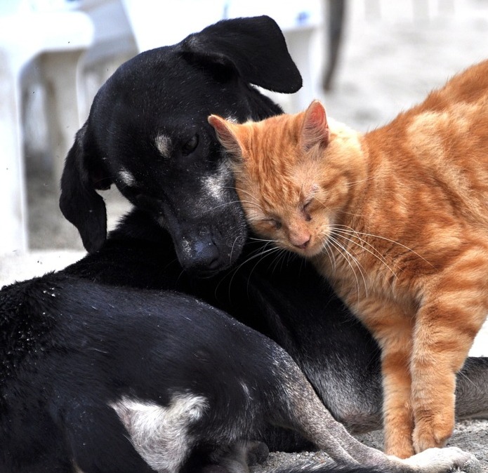 Chiens et Chats