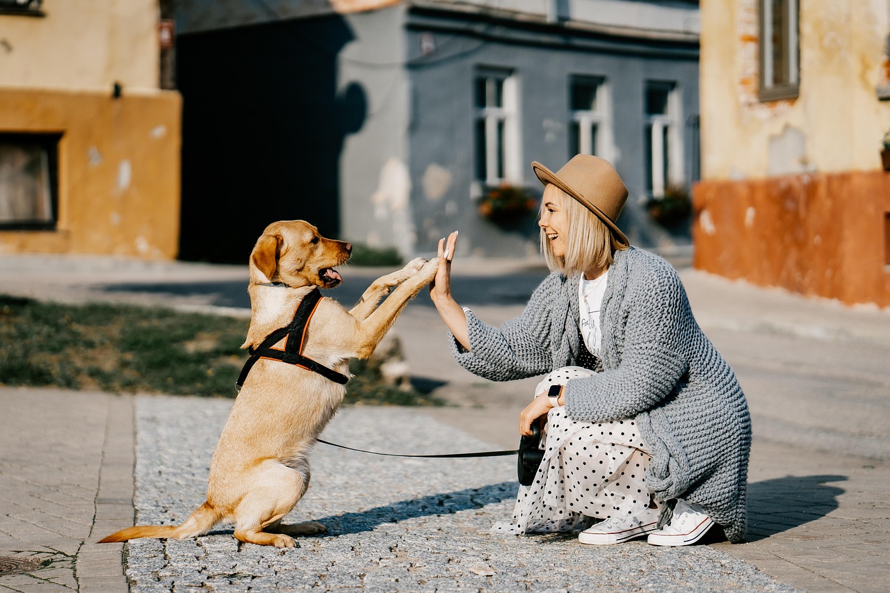 Interaction calme entre un chien et son humain dans un cadre sécurisant