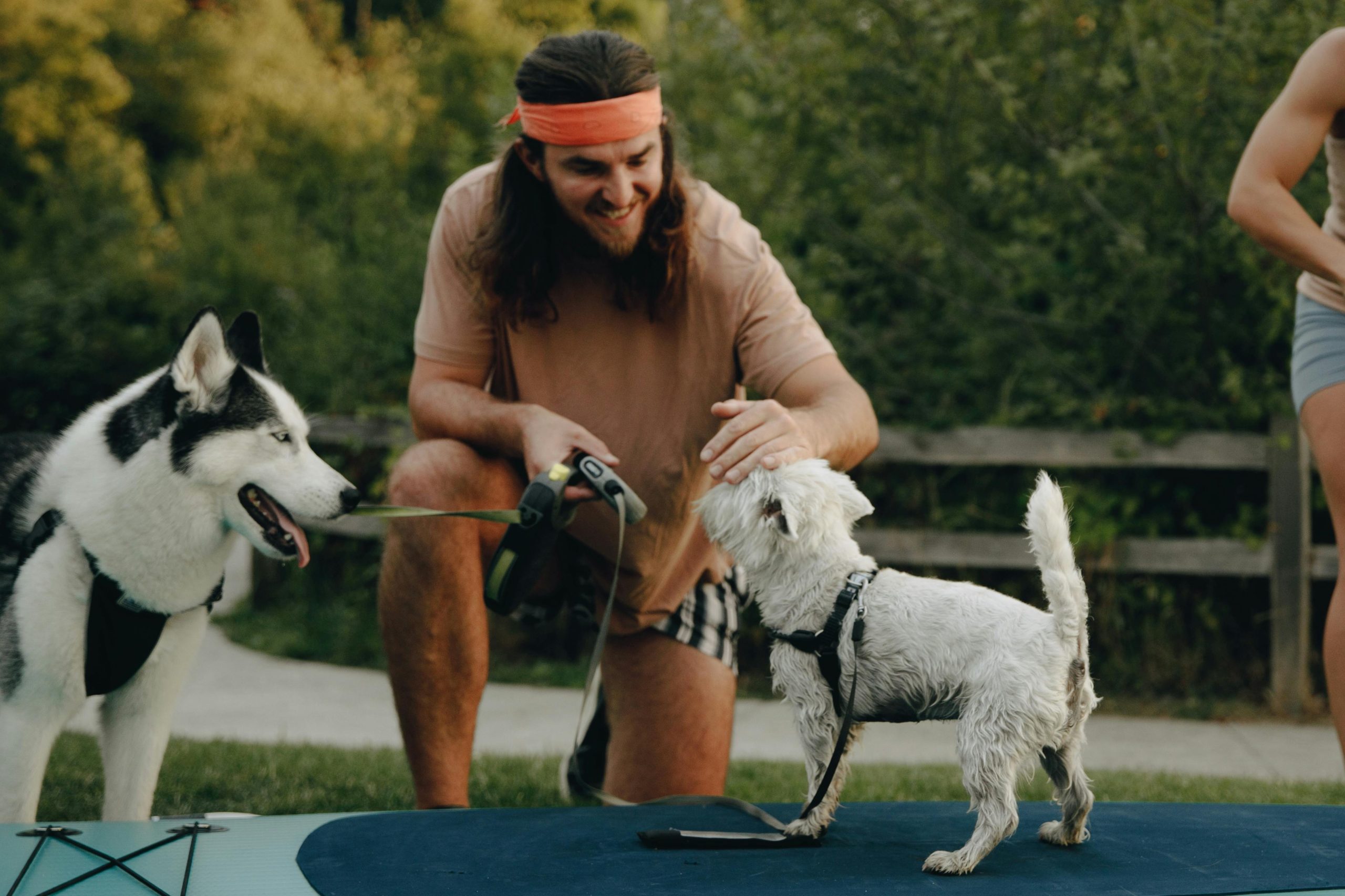 chiens parc humain