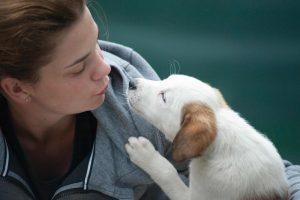 chiot sociable