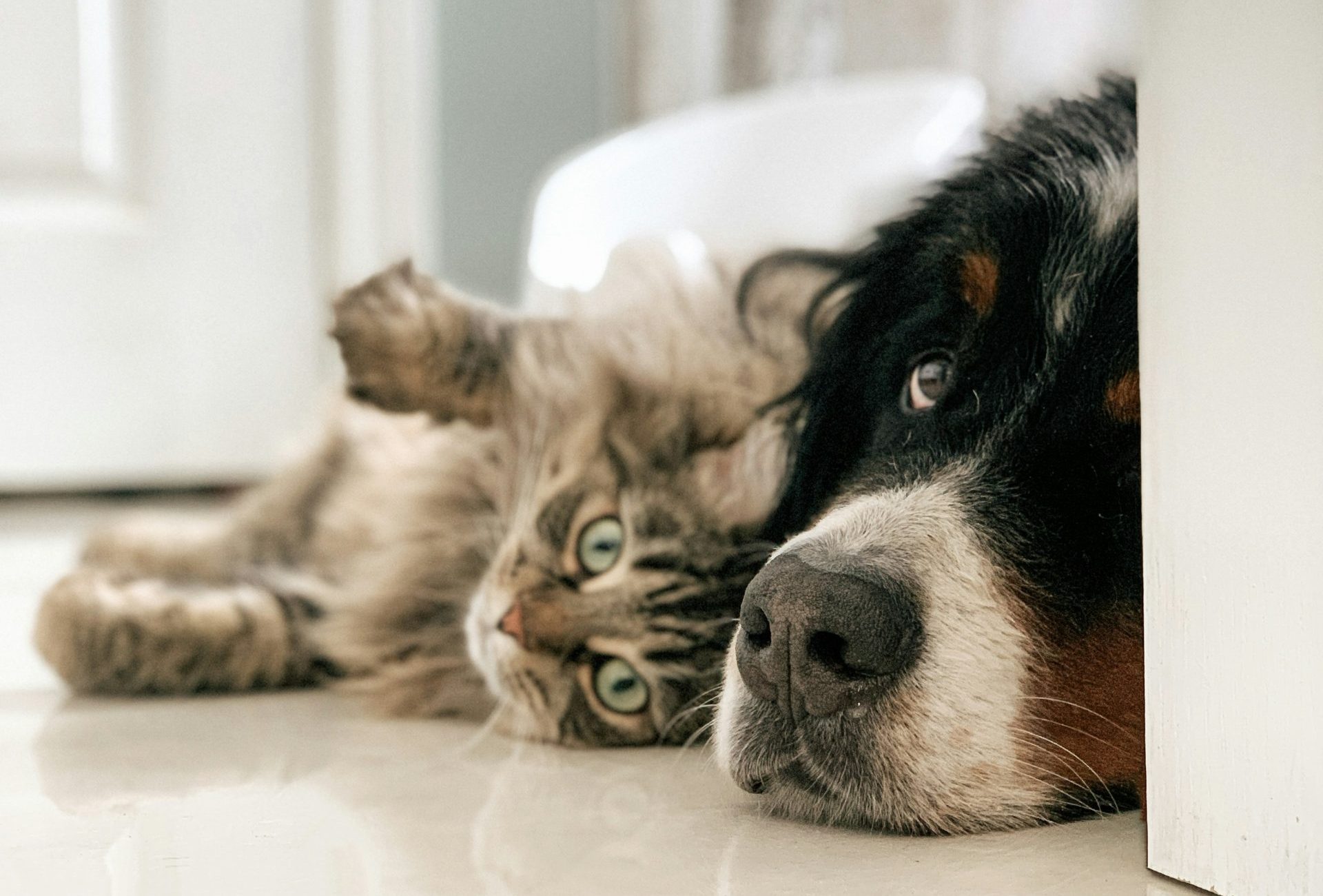 Idées reçues sur les chiens et les chats