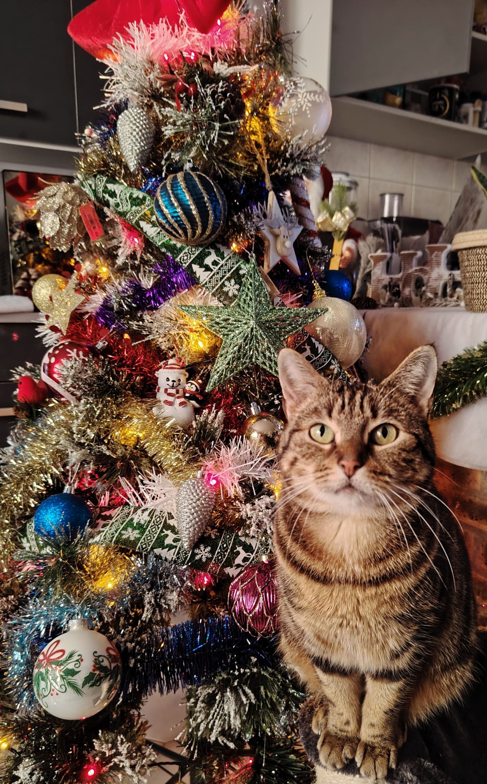 chat noel