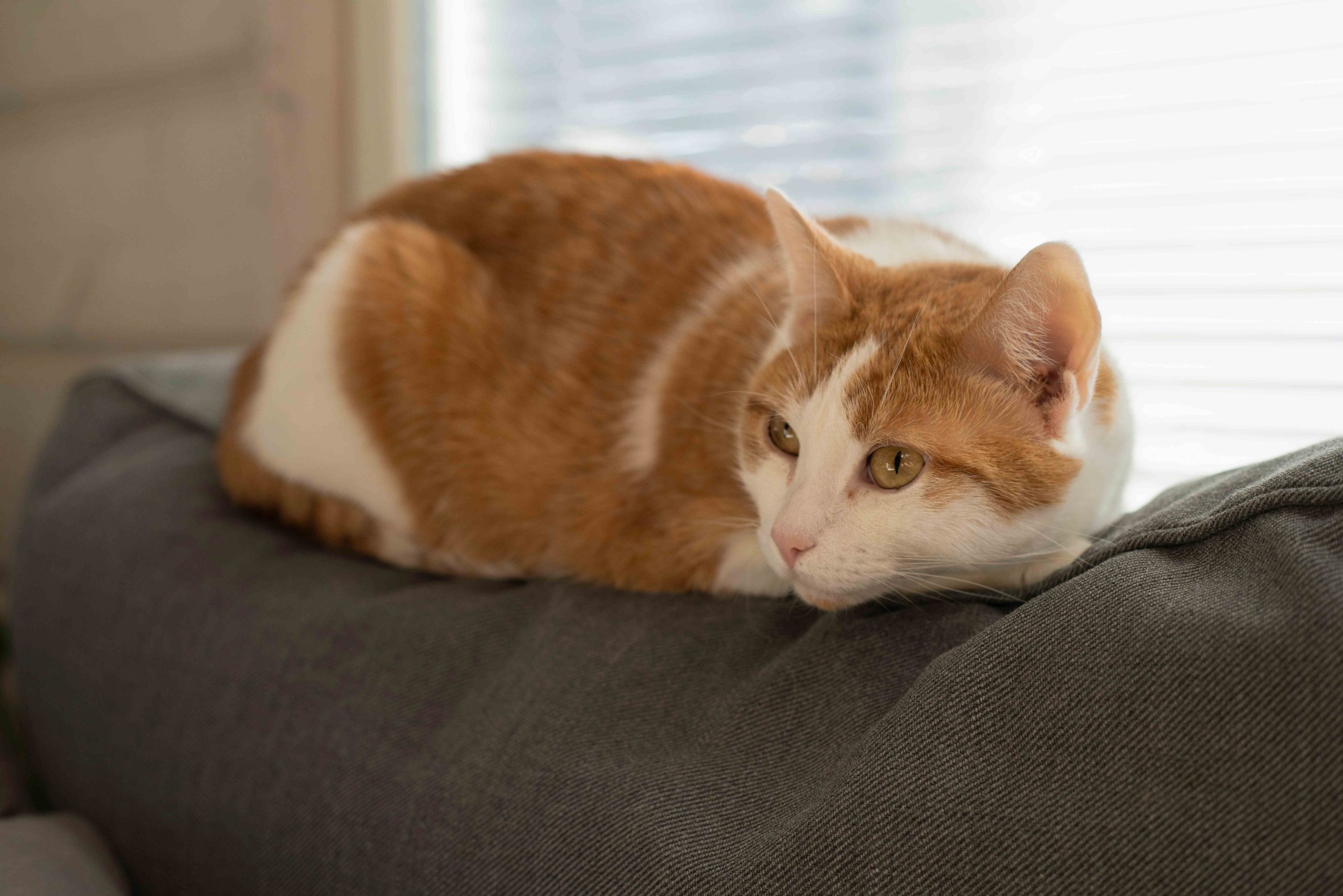 chat couché éveillé signe d’inactivité mais pas de bien-être