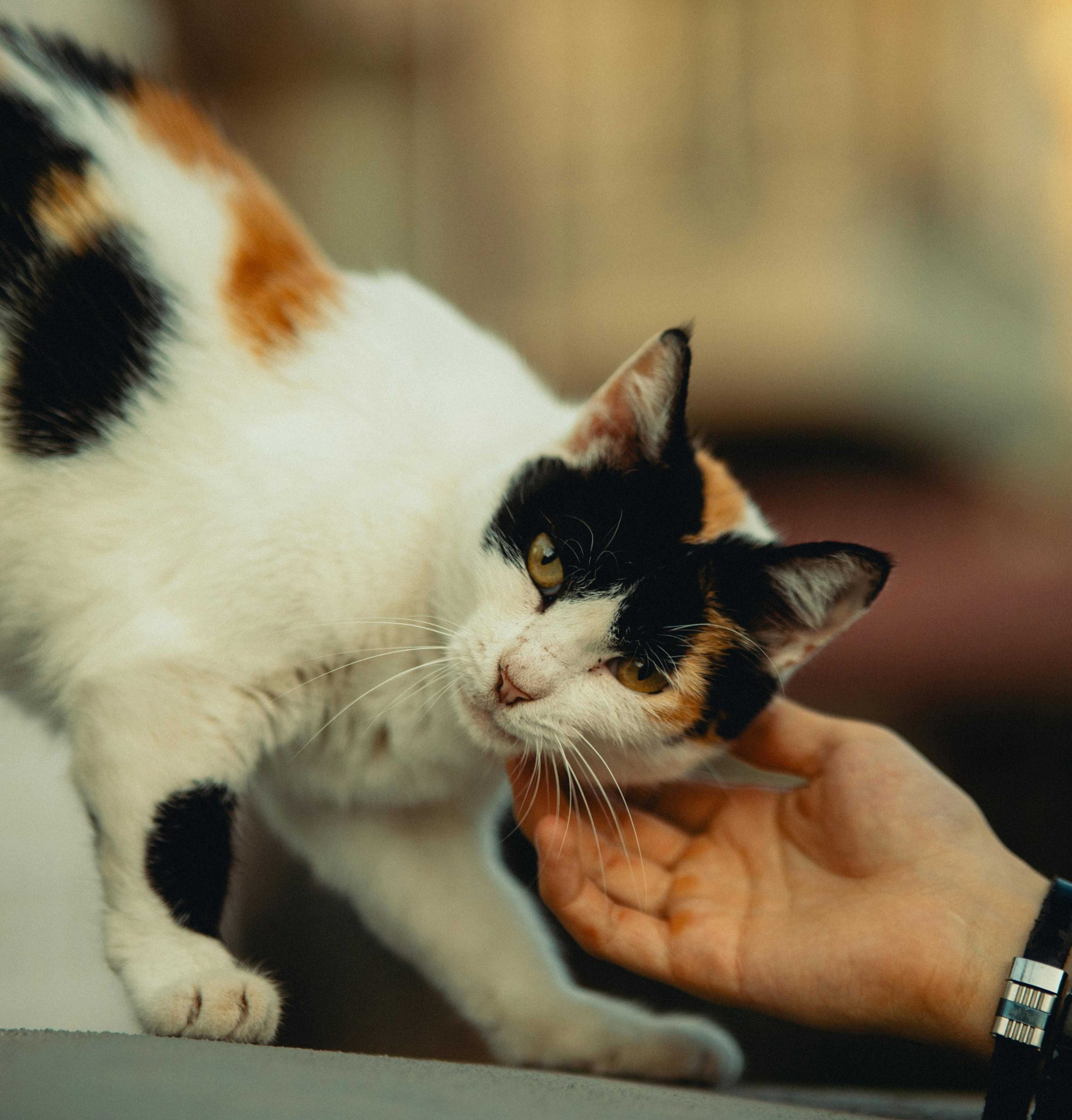 chat qui montre qu'il veut des caresses