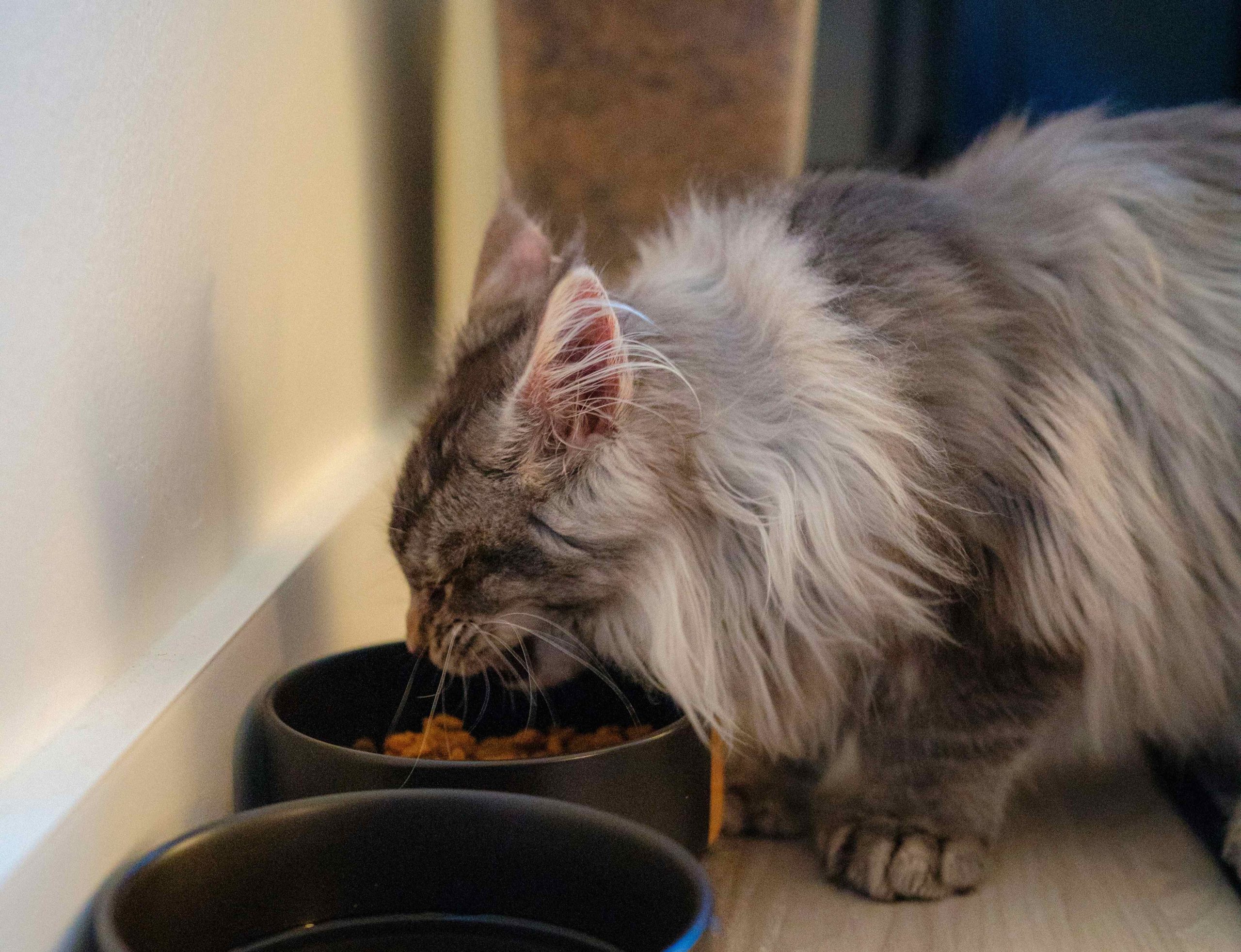 chat devant sa gamelle, focalisation alimentaire possible