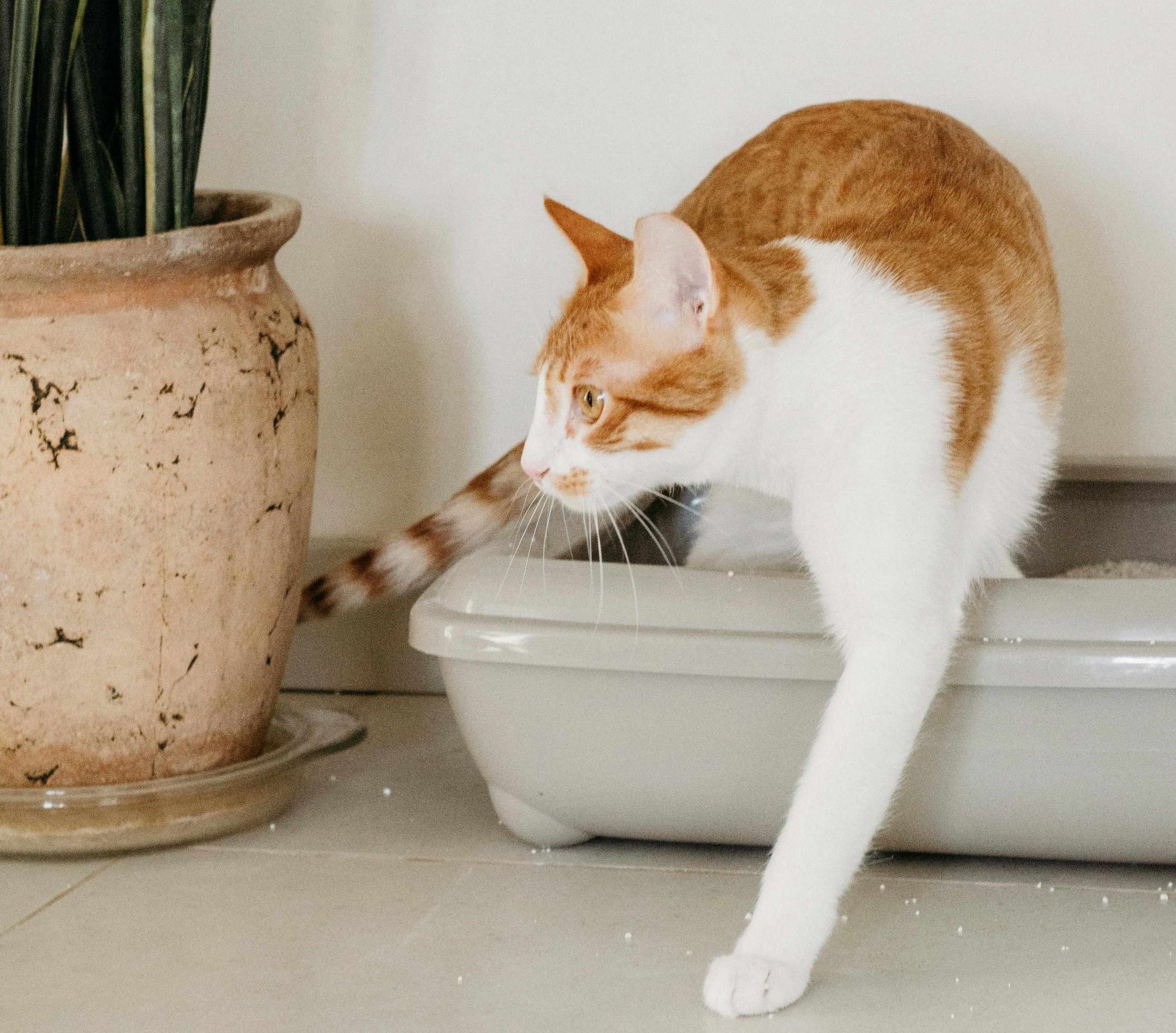 détente cadre sécurisant chien