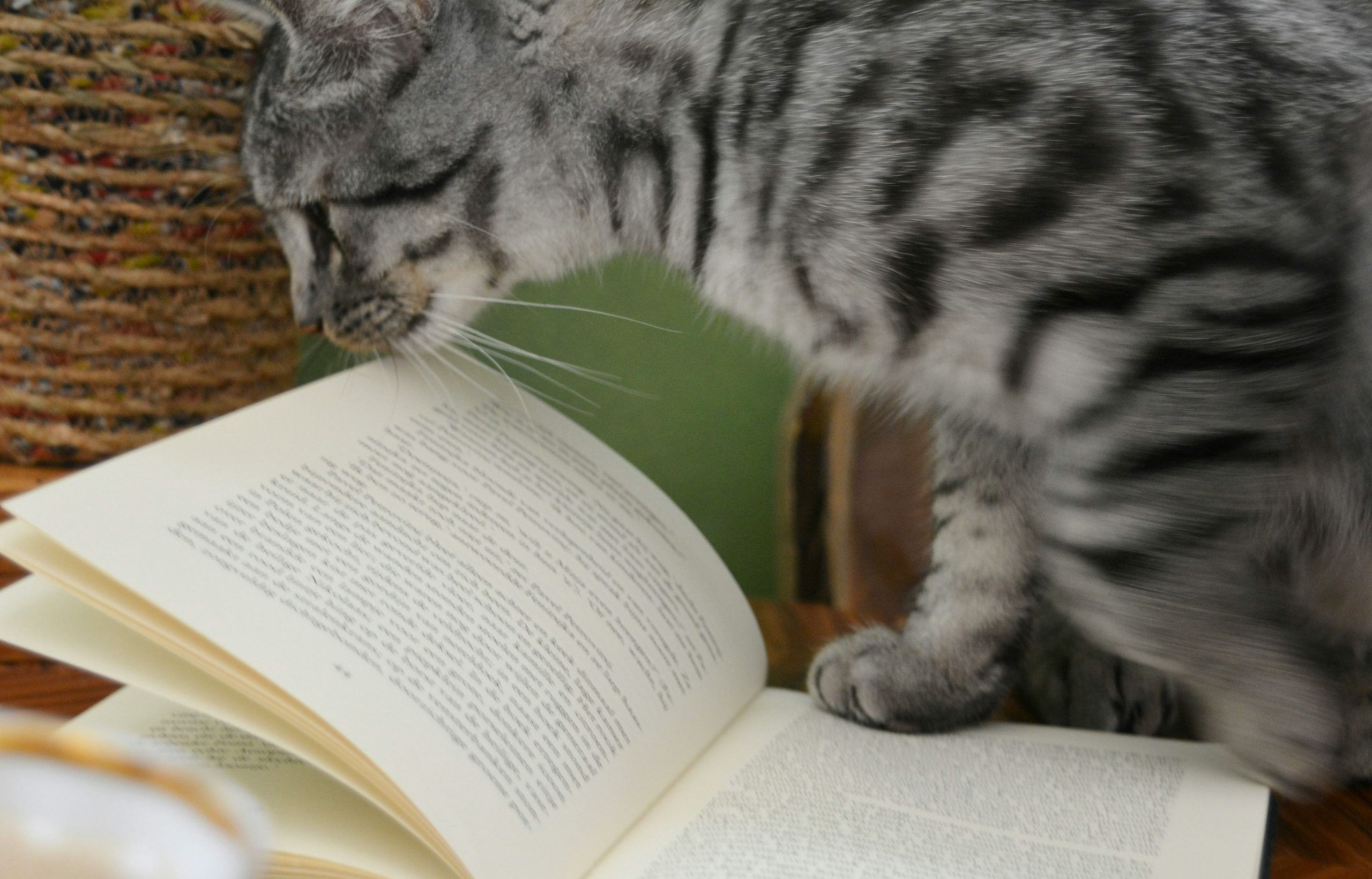 chat livre ouvert