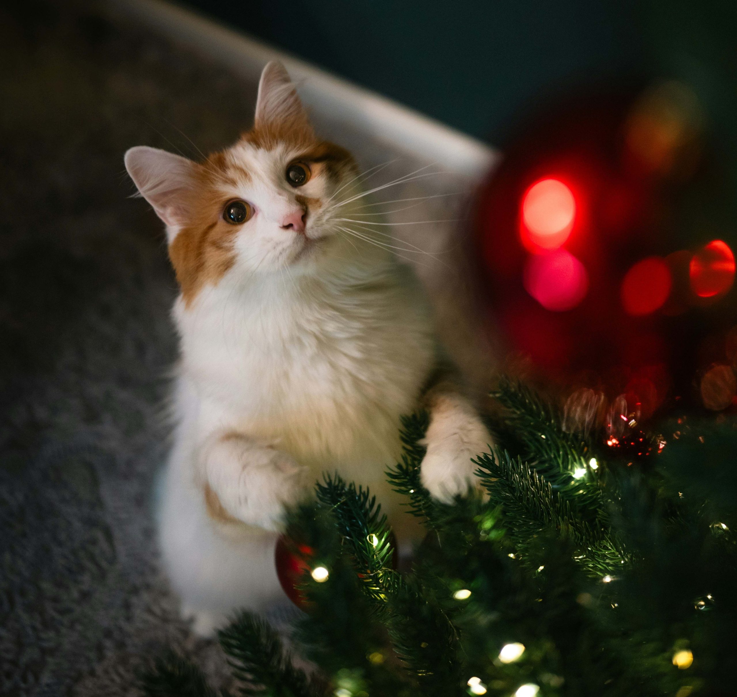 chat noel