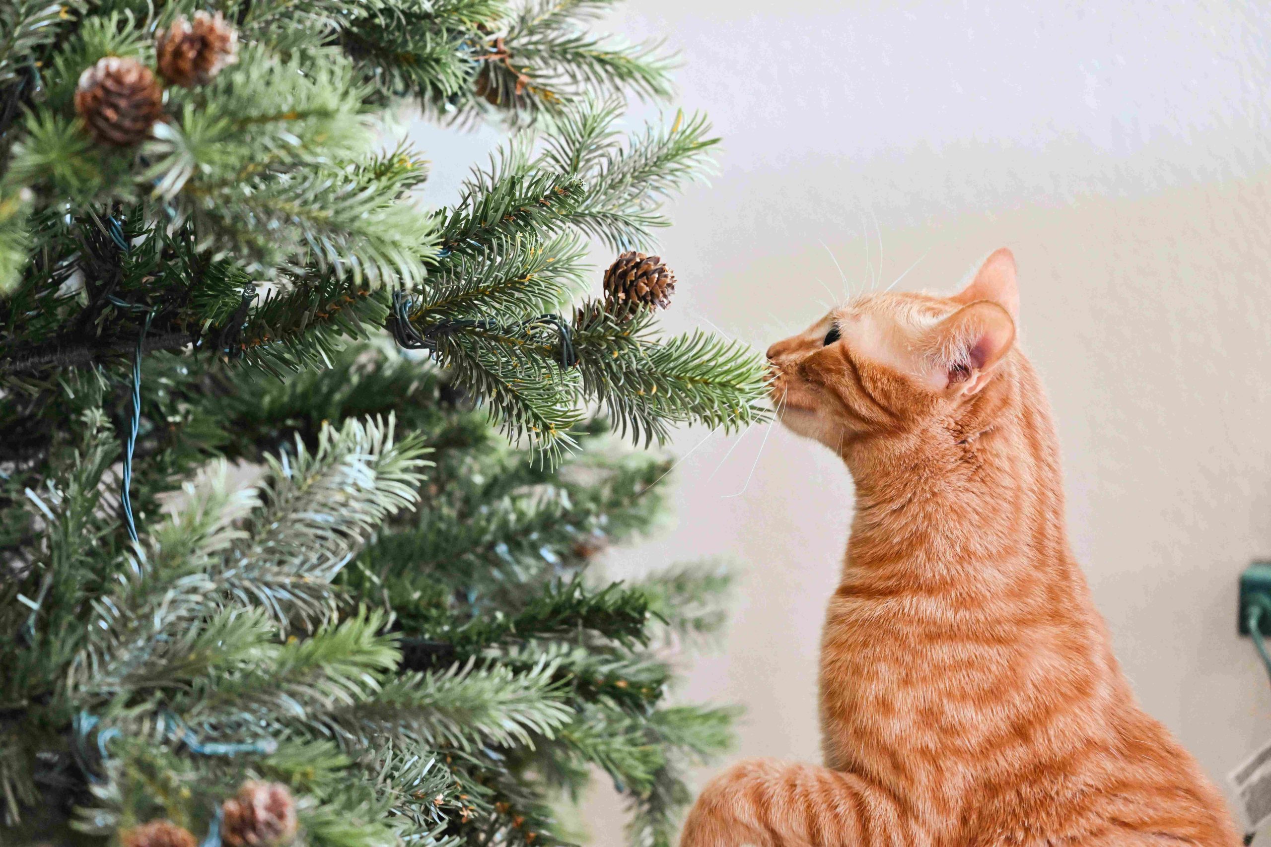 chat regarde sapin
