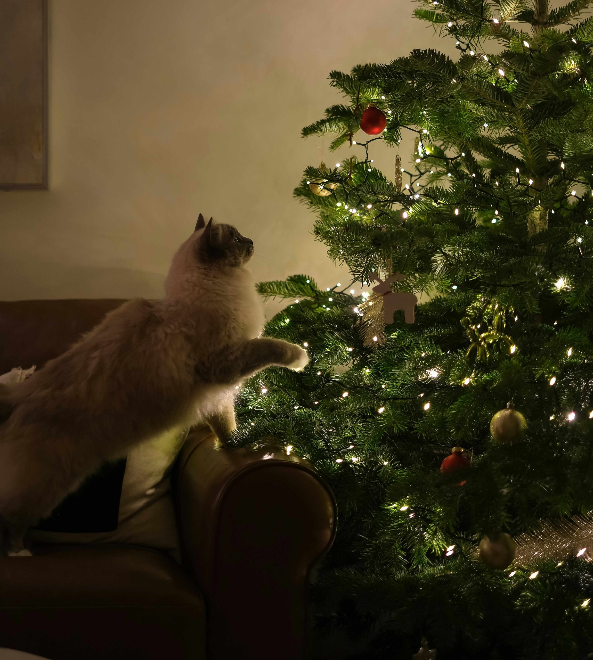 chat noel