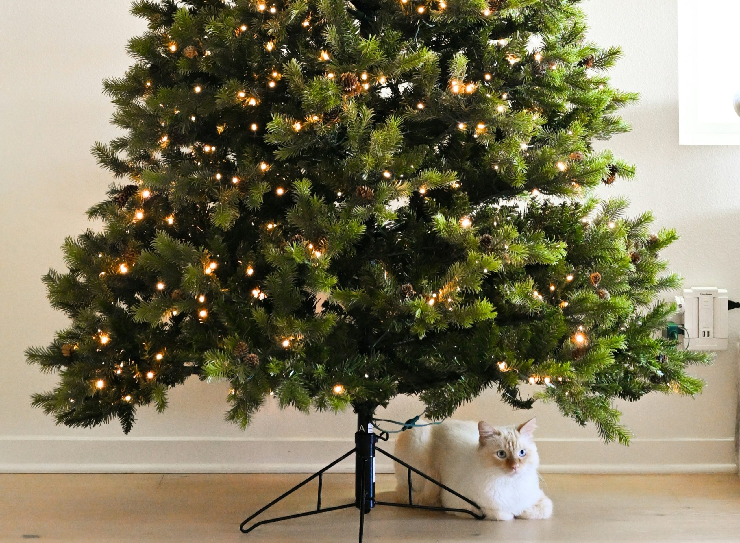chat sous le sapin