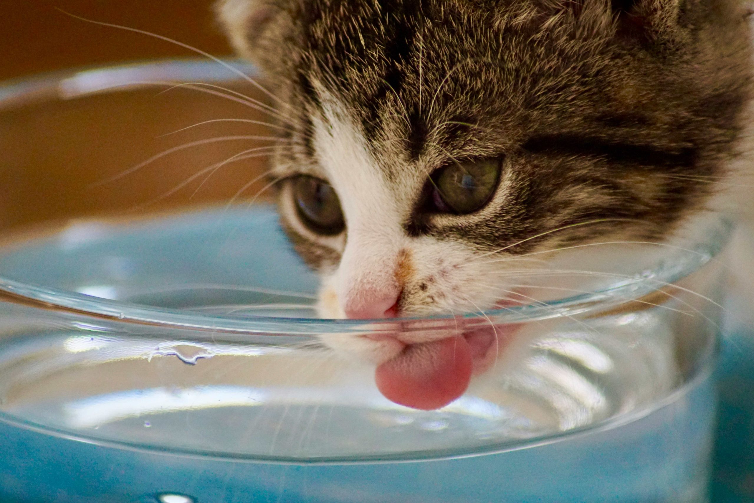 chaton boit de l'eau