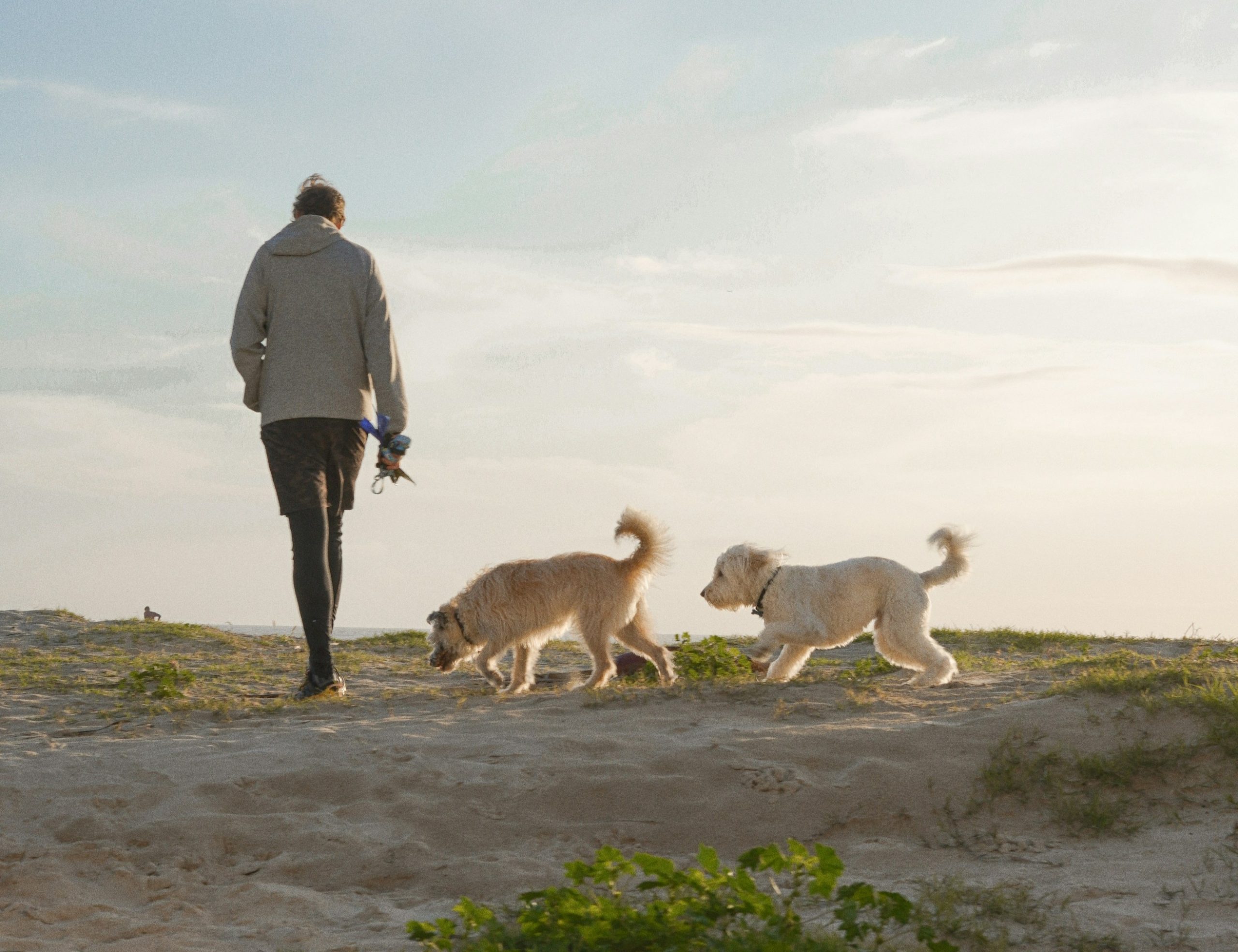 chiens en pleine exploration lors d'une promenade