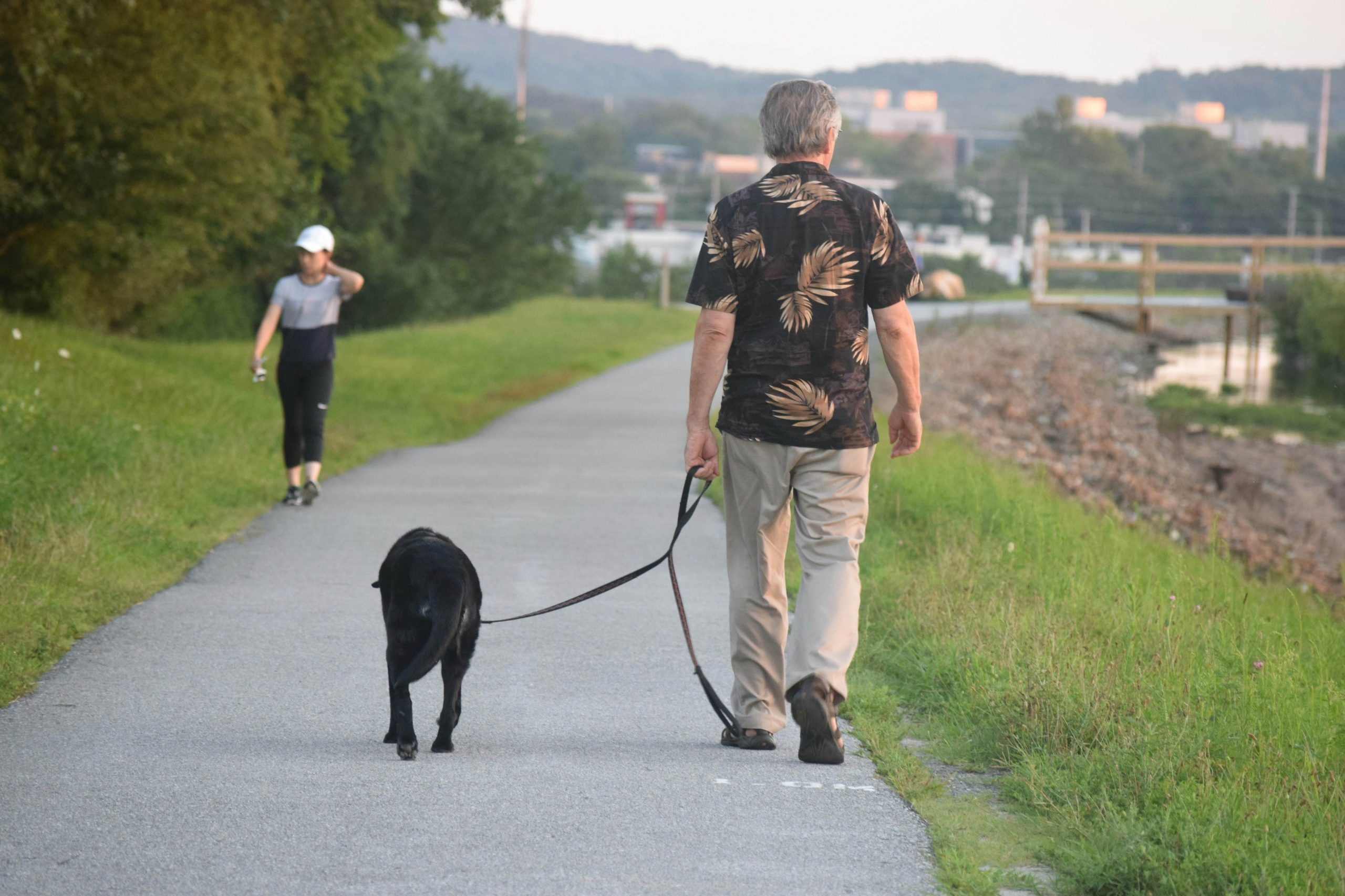 Chien en harnais vert marchant en laisse détendue lors d’un apprentissage en extérieur