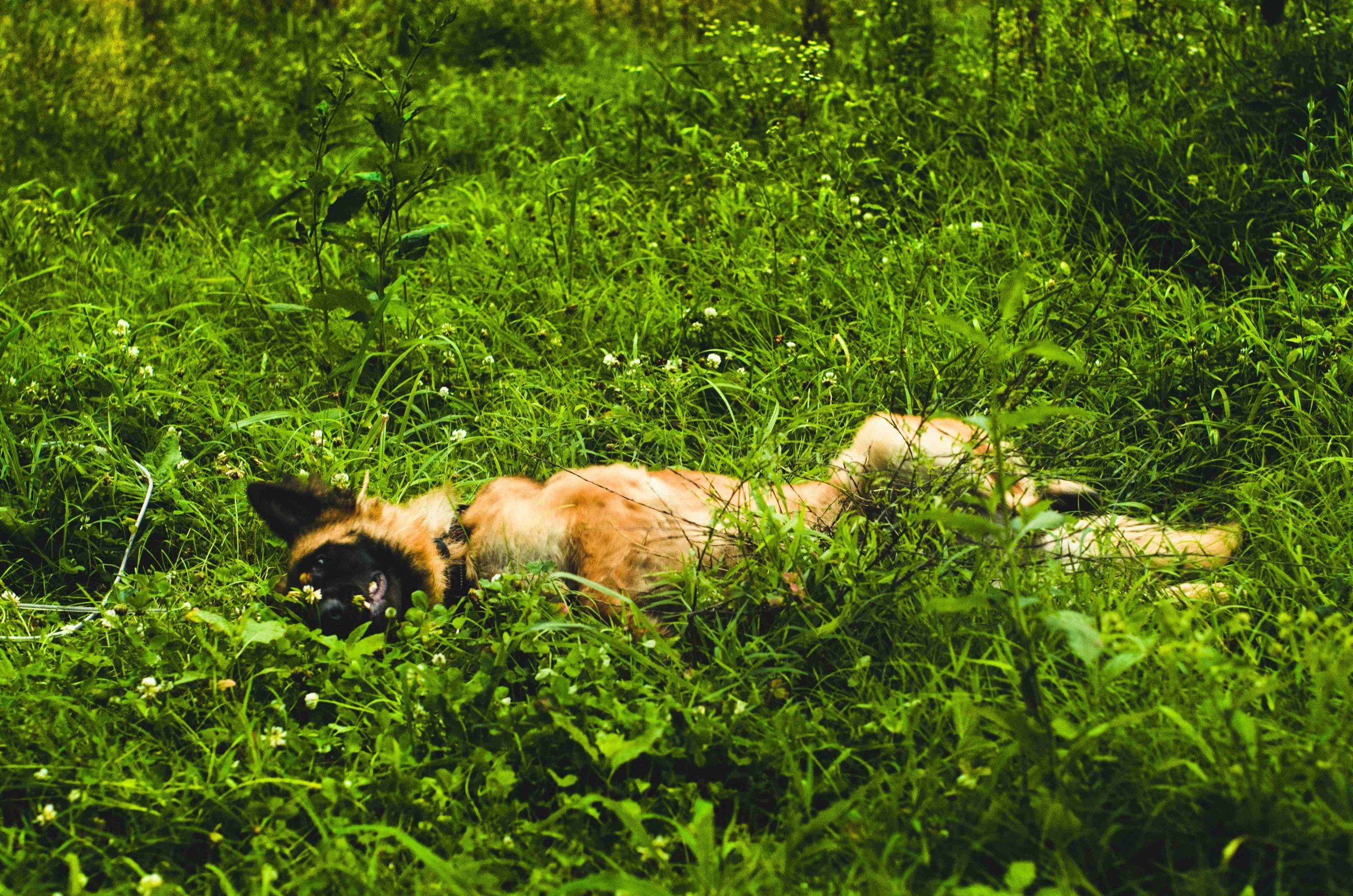 Berger belge Malinois calme dans l’herbe