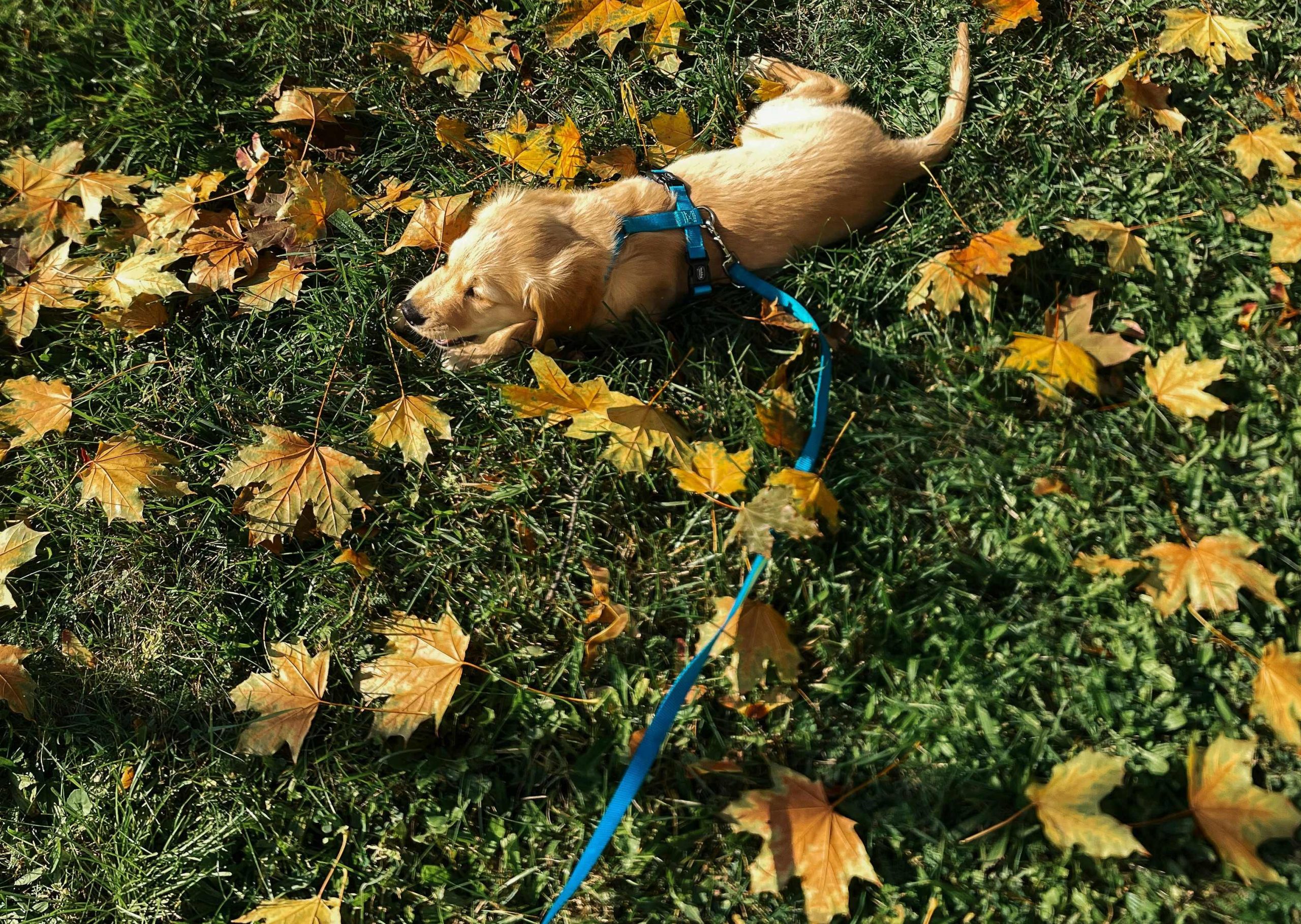 
Chiot labrador en longe explorant les feuilles pendant une promenade en extérieur