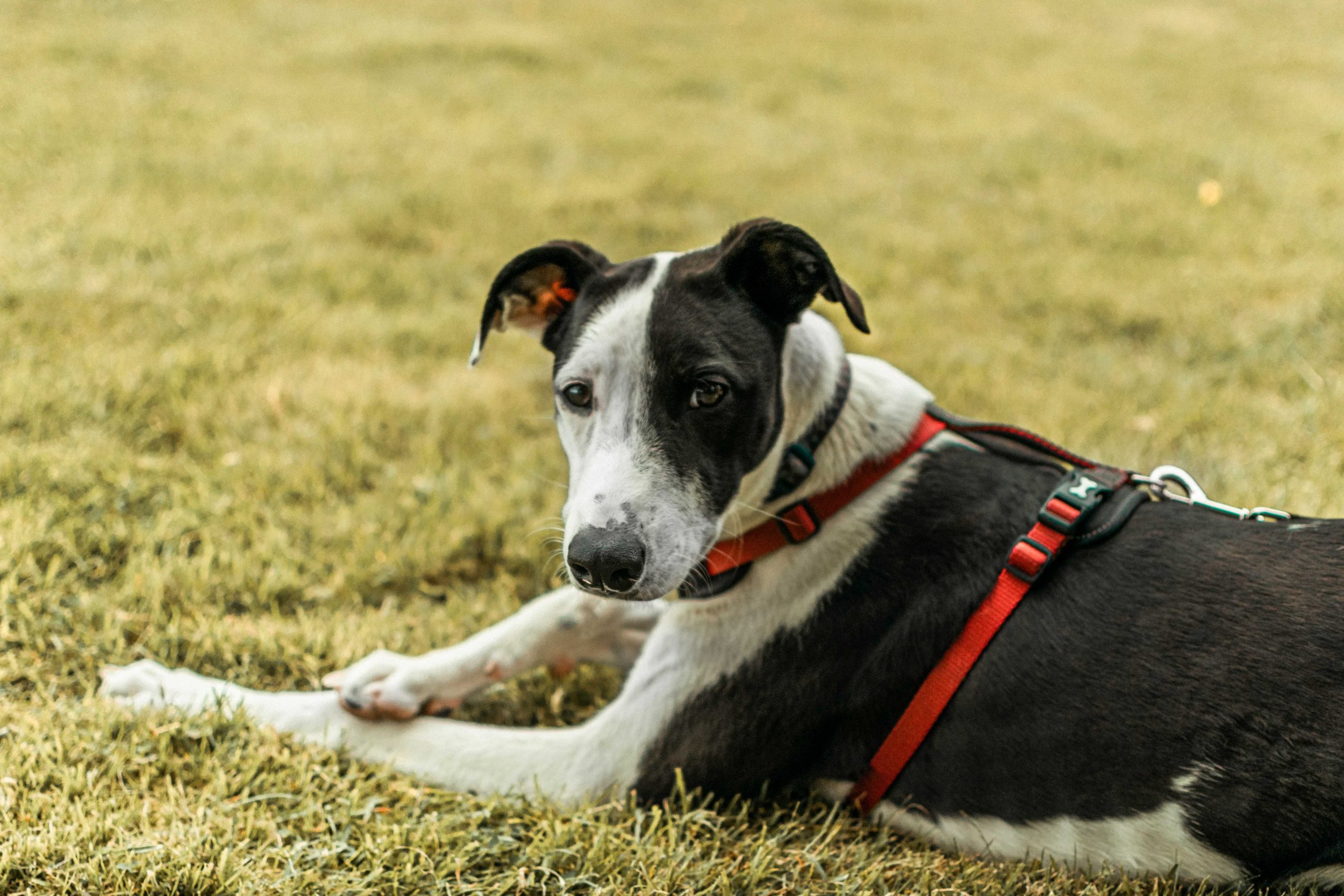 Chien allongé dans l’herbe avec harnais pendant une promenade calme