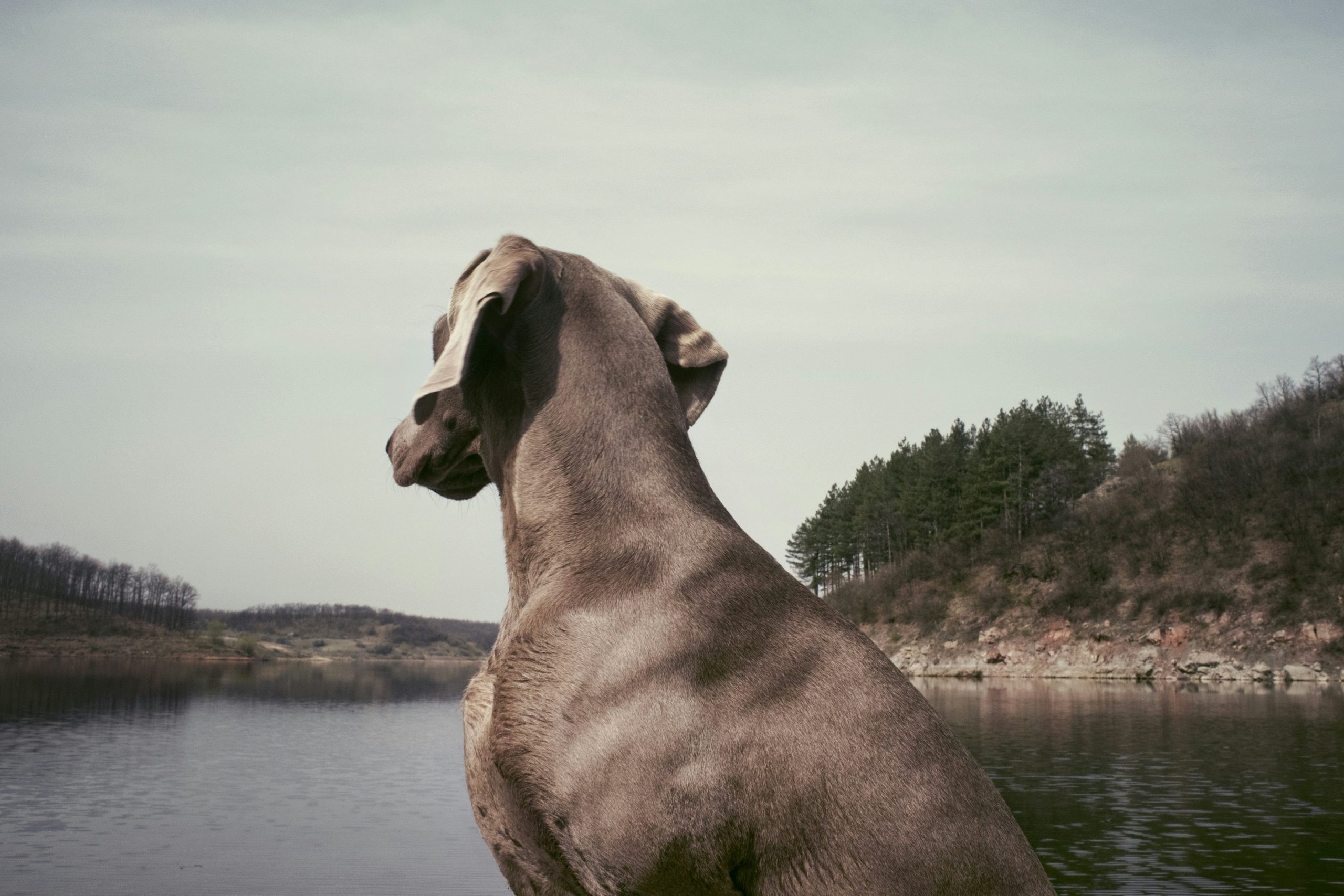 Chien assis face à un lac calme pendant une promenade en pleine nature