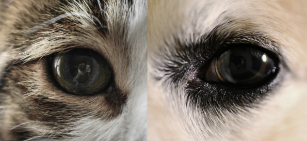 Regards chat et chien