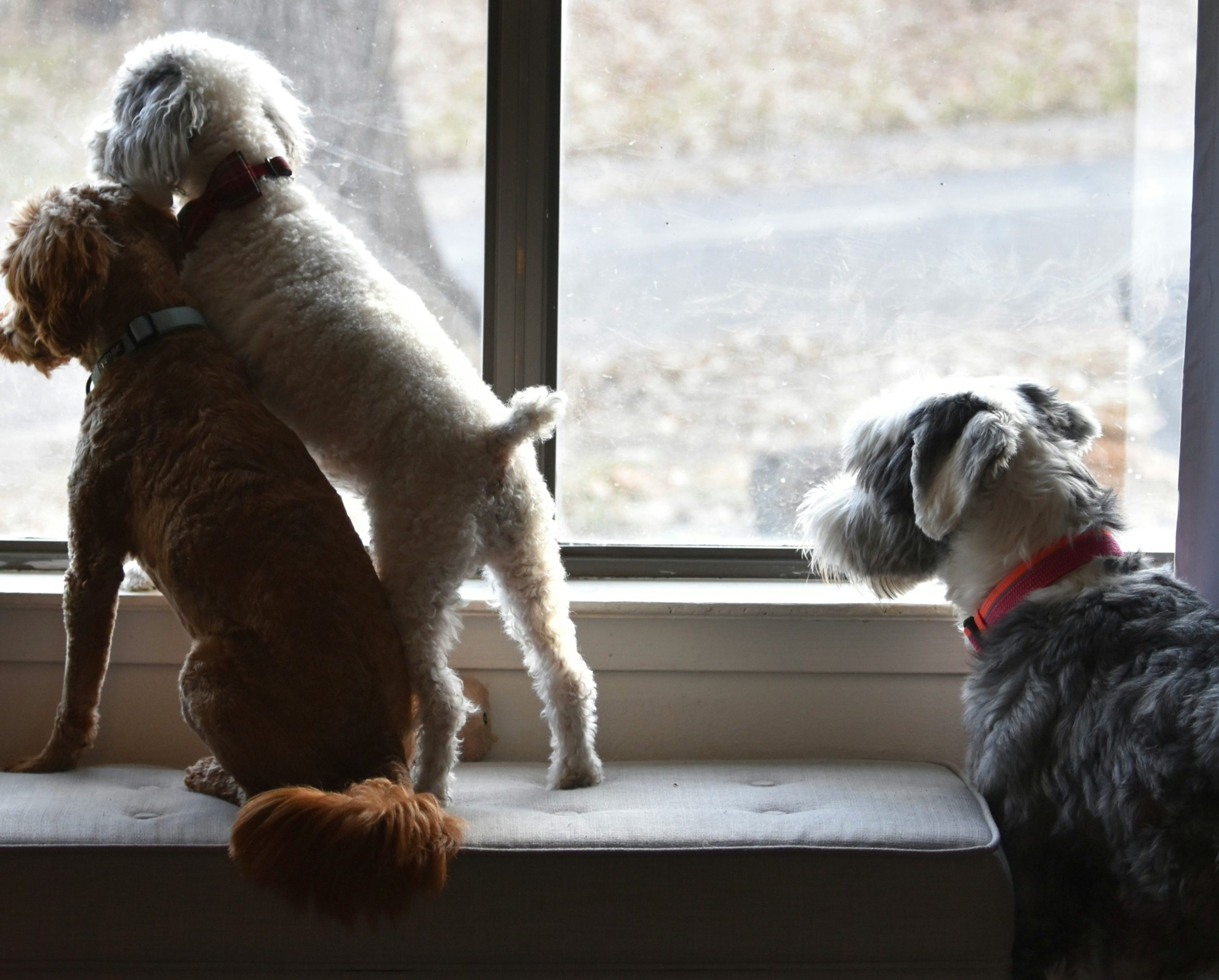 Trois chiens observent le même point depuis une fenêtre