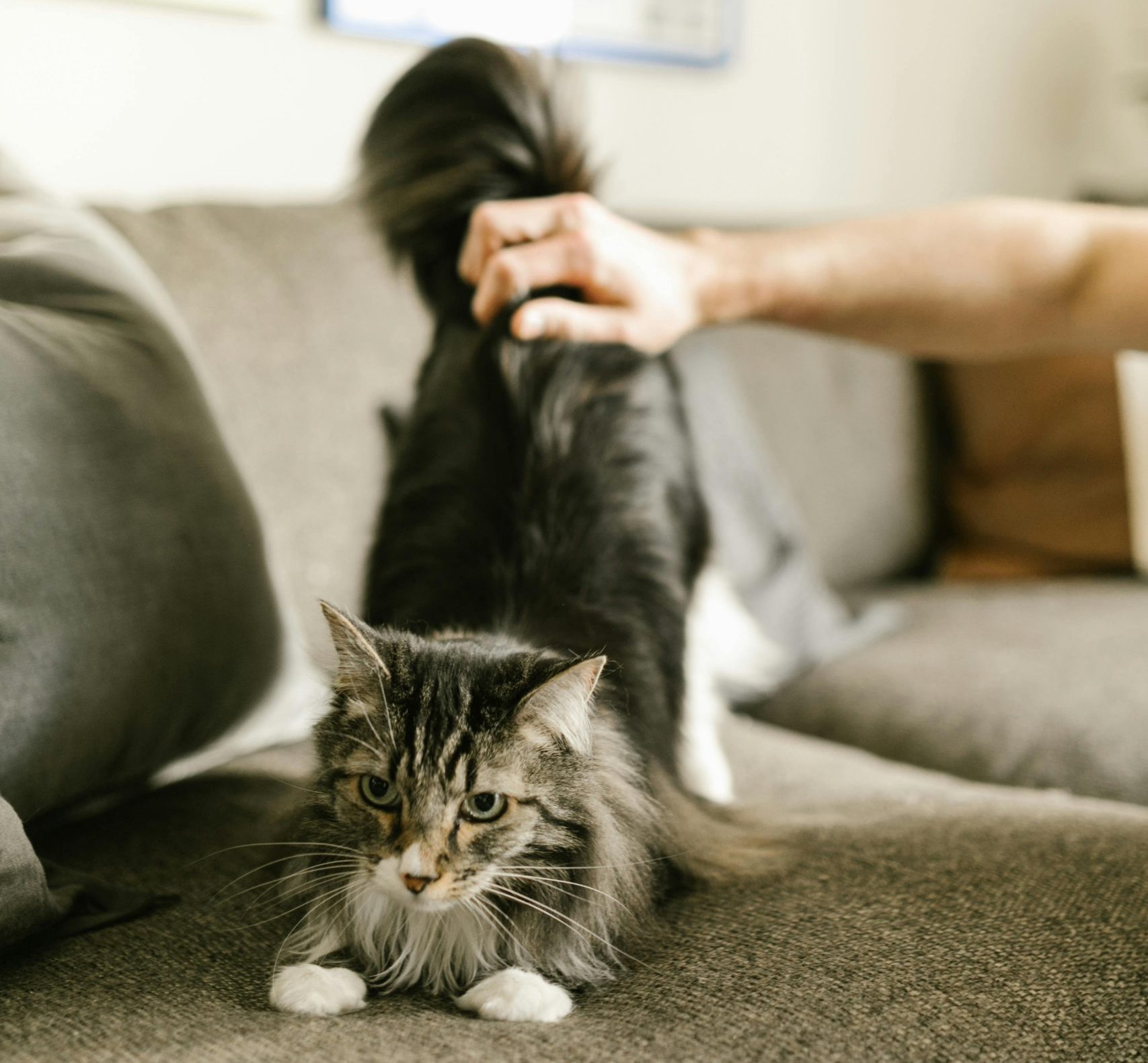 chat levant l’arrière-train lorsqu’on le caresse dans le bas du dos