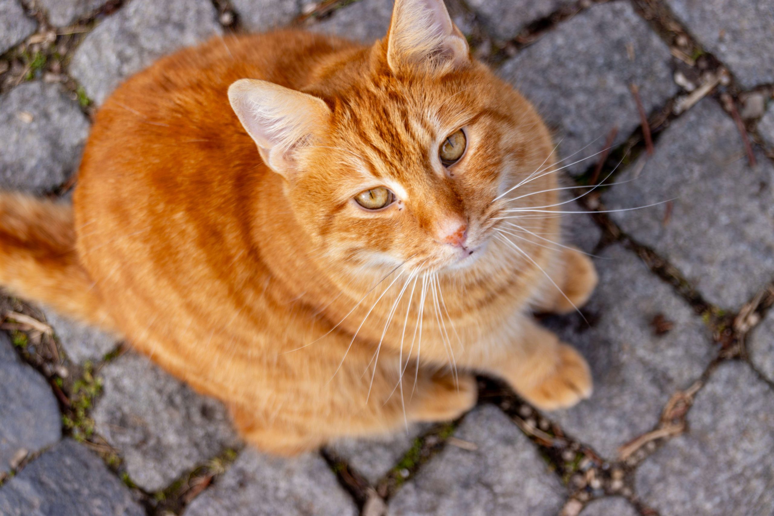 La couleur rousse du chat enfin expliquée… mais pas son caractère
