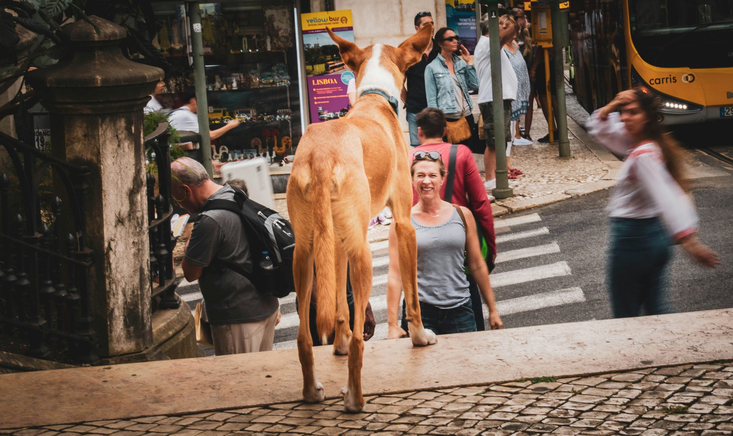 chien seul dans la rue face à la foule