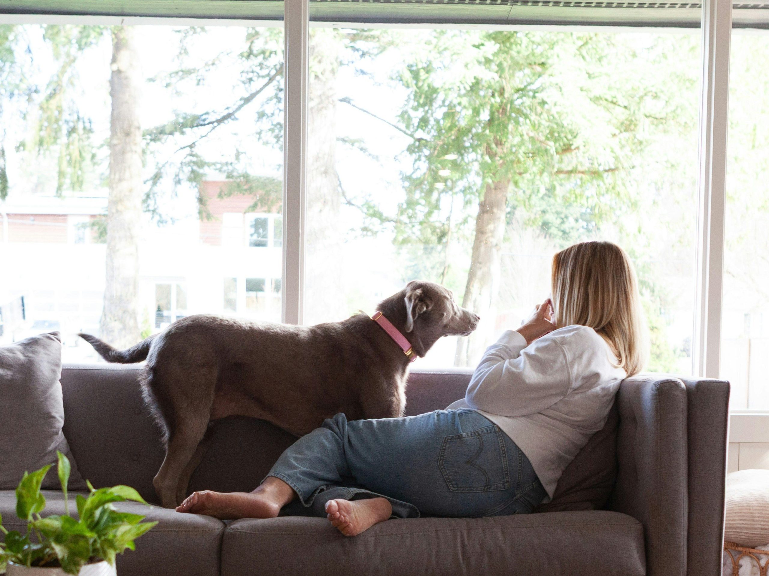 chien qui rejoint son humain sur le canapé