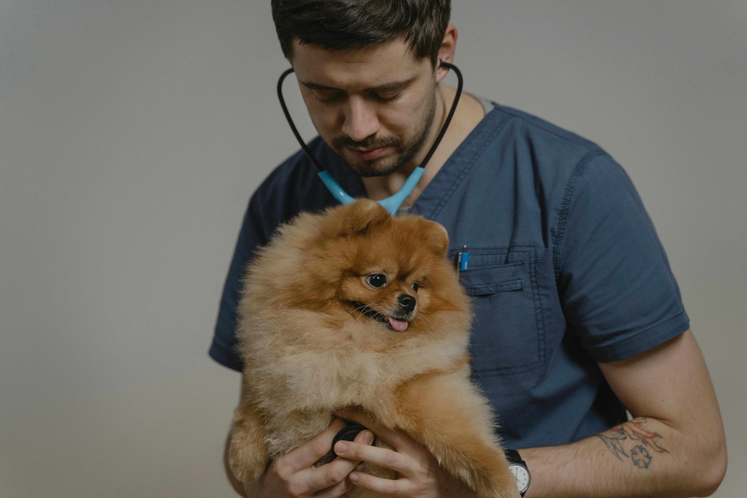 veterinaire auscultant un chien lors d une consultation de routine
