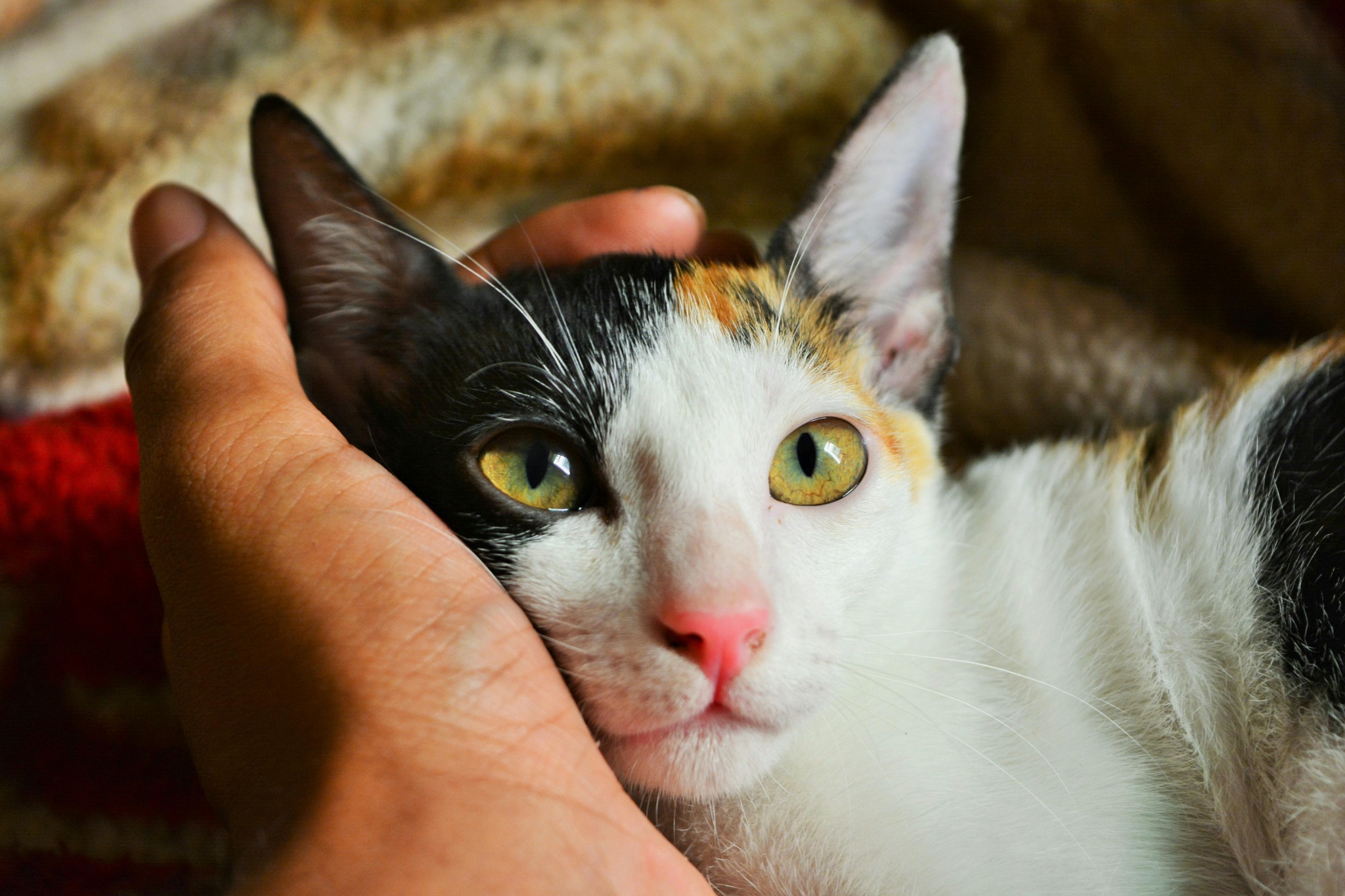 Chat en contact avec une main humaine, illustration du lien affectif entre le chat et son humain