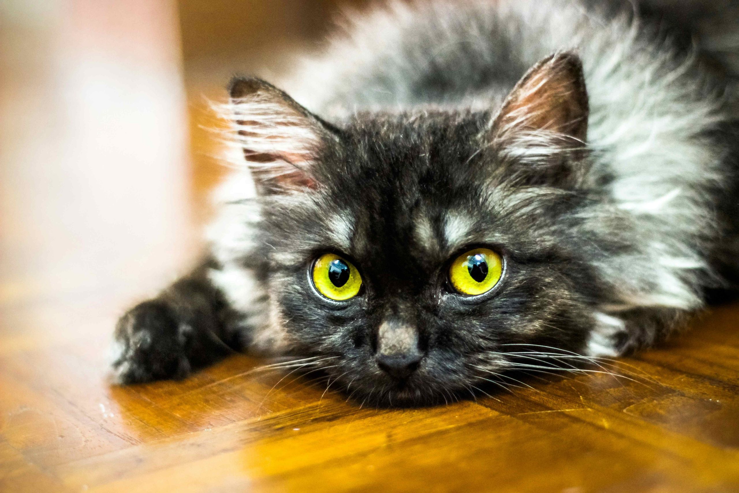 Chat allongé au sol, posture de retrait et manque de stimulation lié à l’absence prolongée