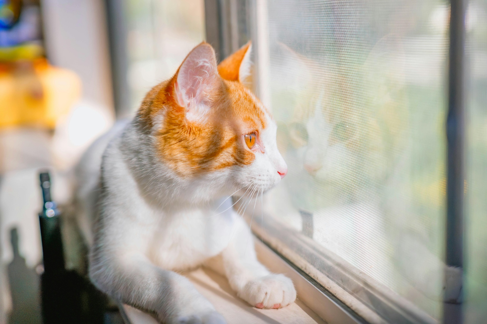 Laisser un chat seul plusieurs jours, une actualité qui bouscule une idée reçue