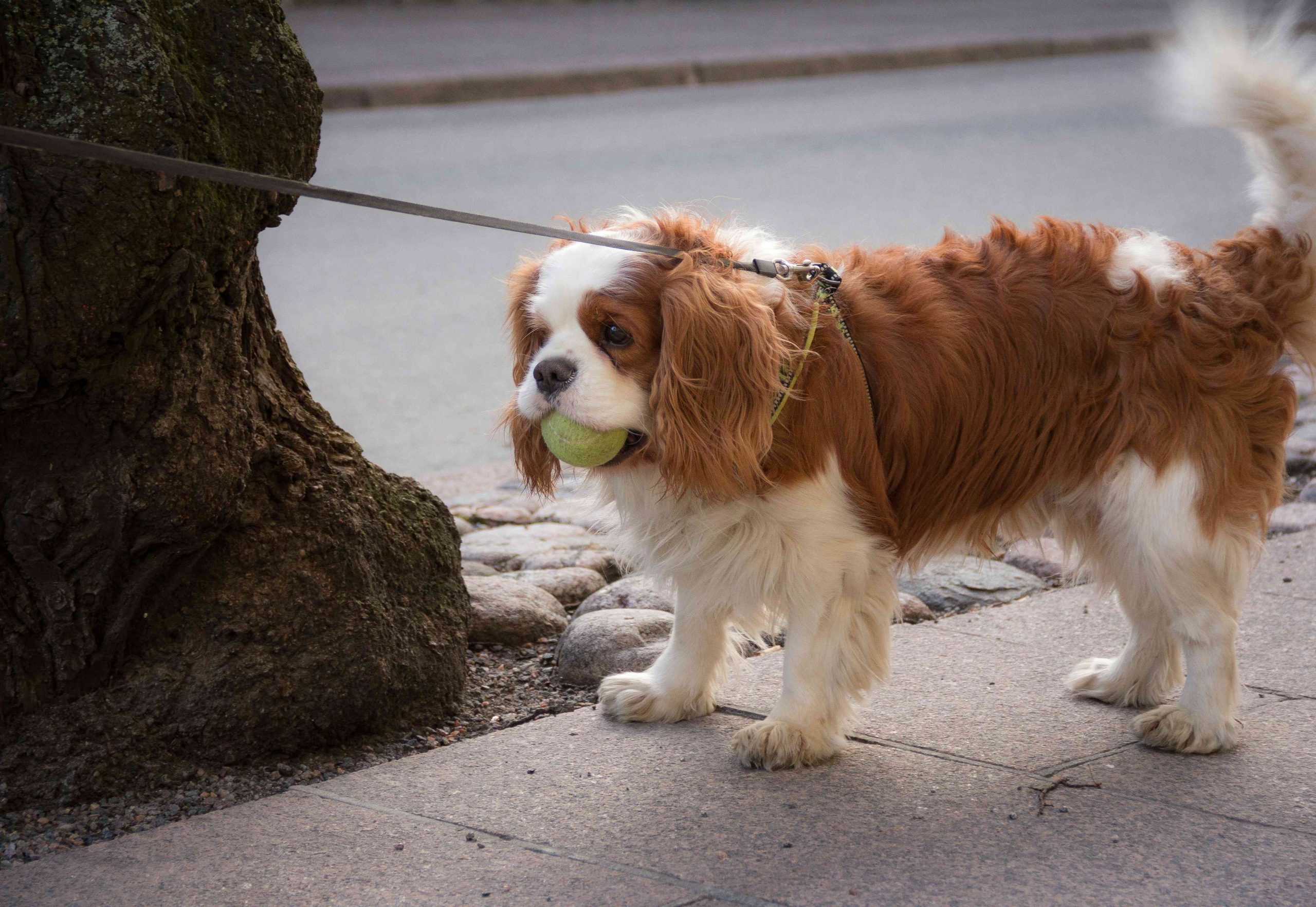 Chien qui s'arrête pour observer pendant une promenade