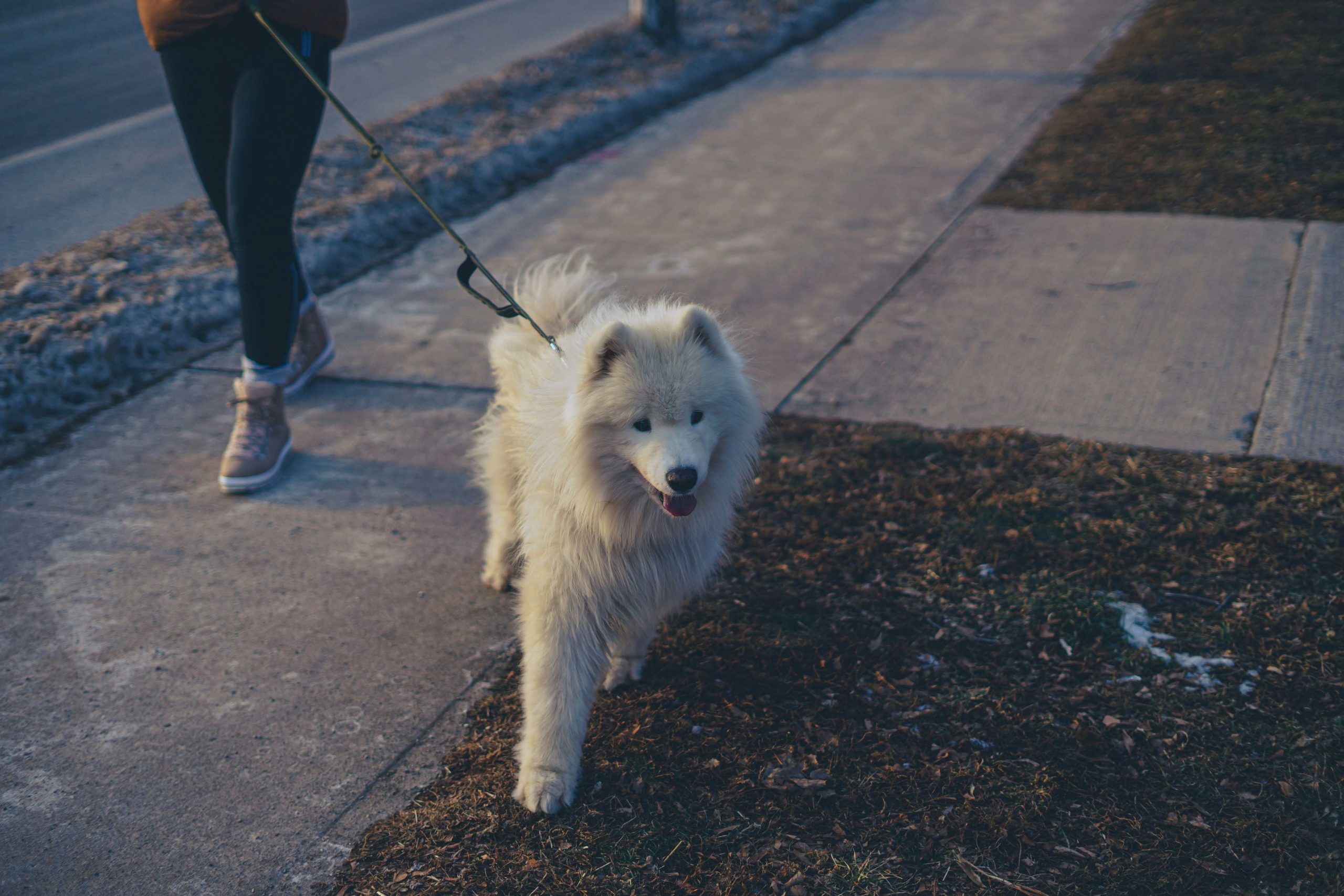 Chien qui tire en laisse pendant une promenade