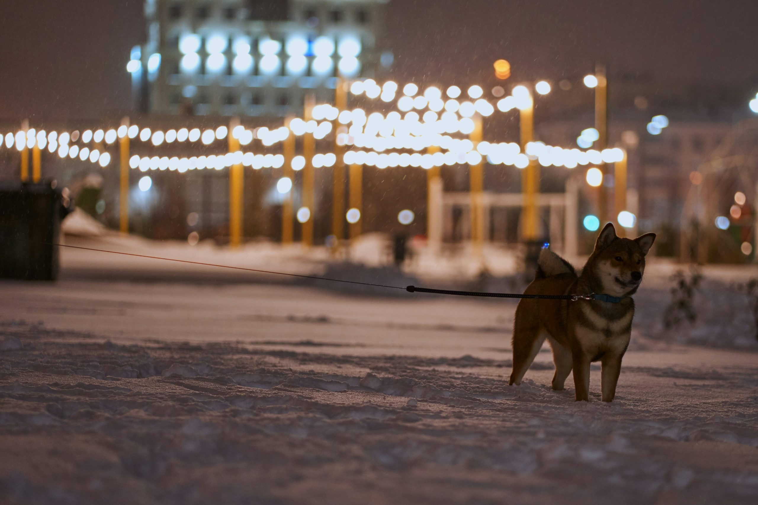 Chien en promenade de nuit en ville sous l'éclairage des lampadaires