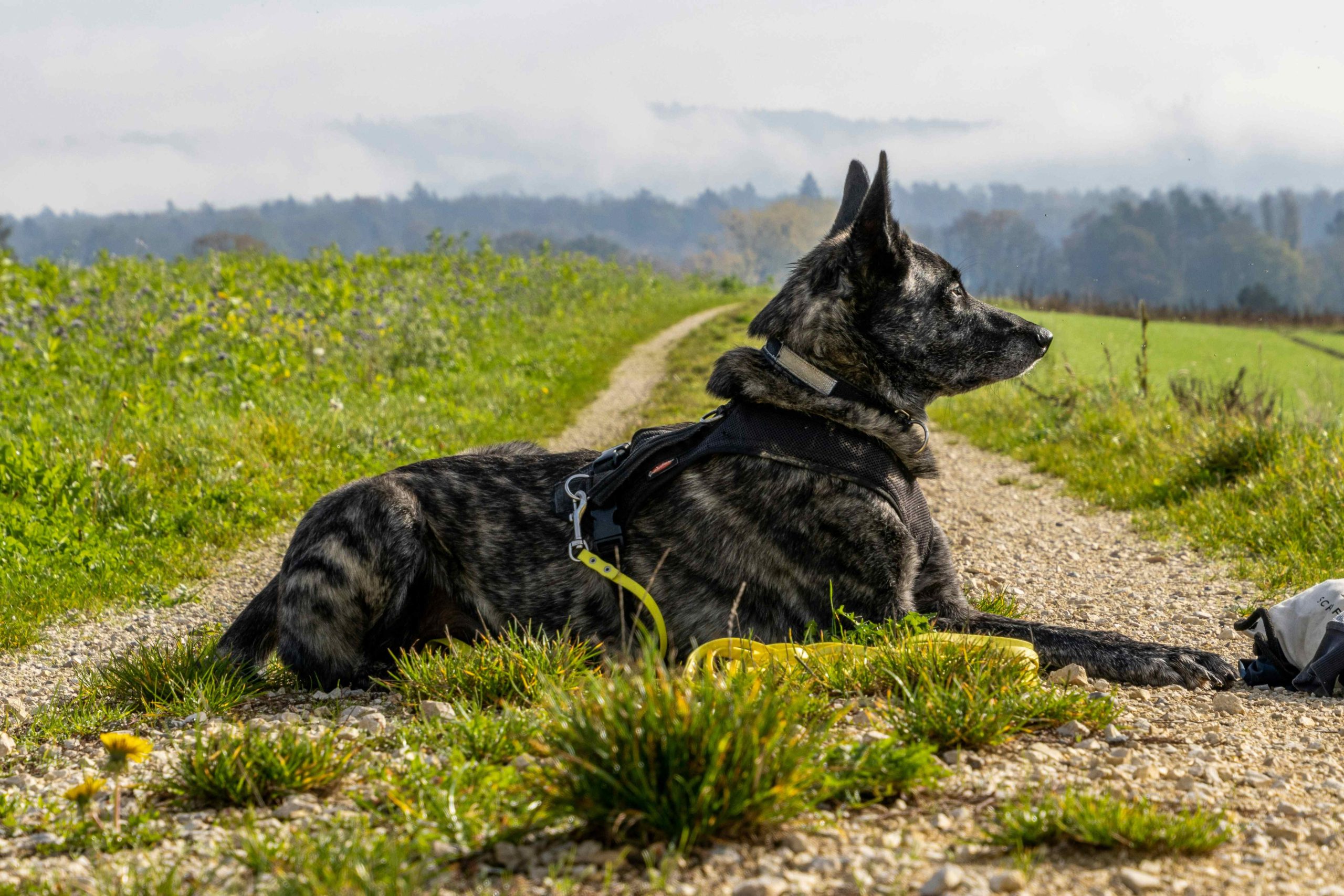 Chien en harnais allongé sur un chemin de campagne pendant une promenade