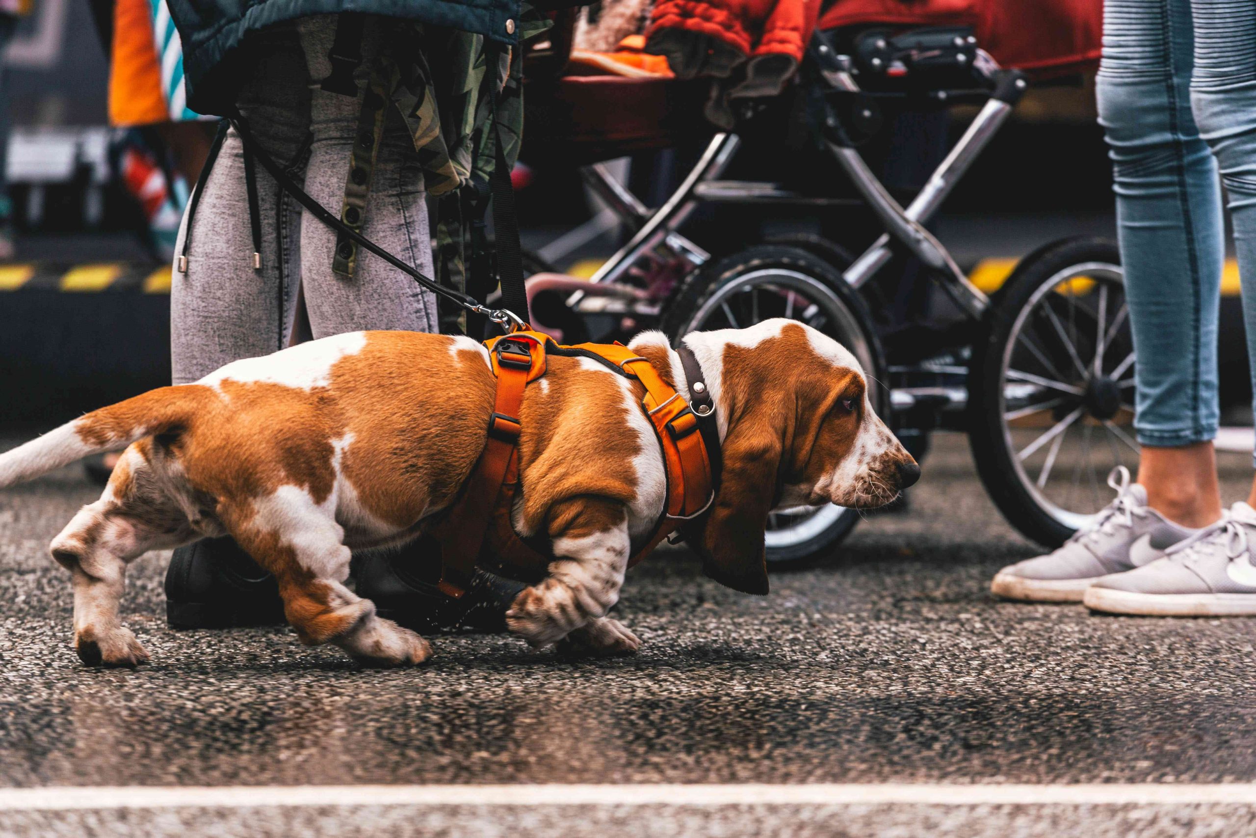 Chien en laisse lors d'une promenade en environnement urbain
