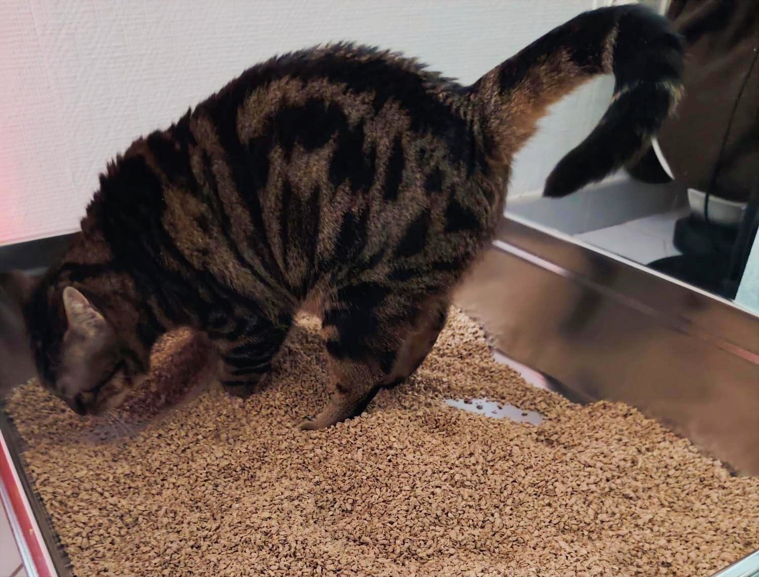 Chat utilisant un bac à litière alternatif en inox