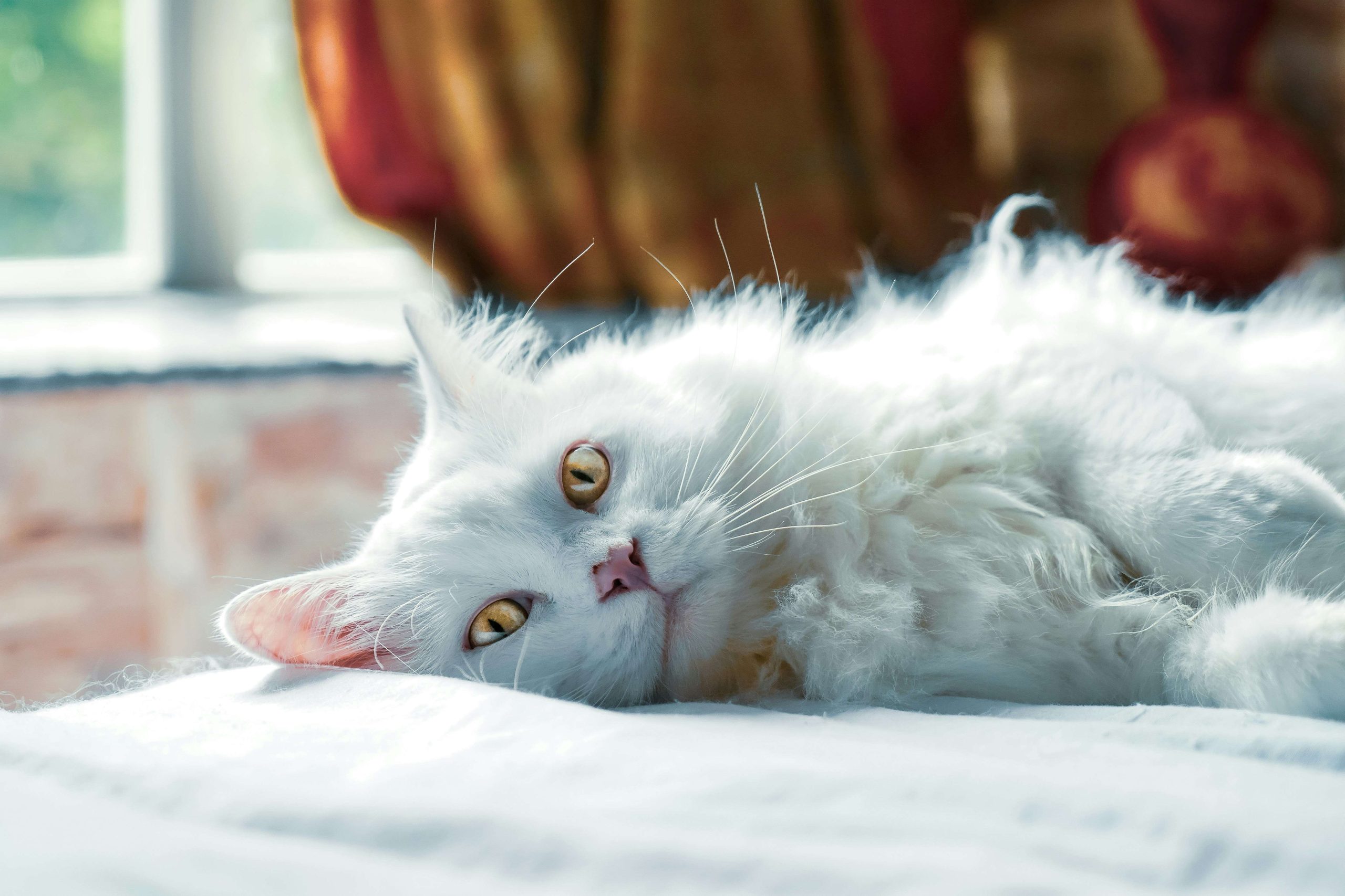 Attachement chez le chat, ce que l’ocytocine nous apprend sur le lien avec l&rsquo;humain
