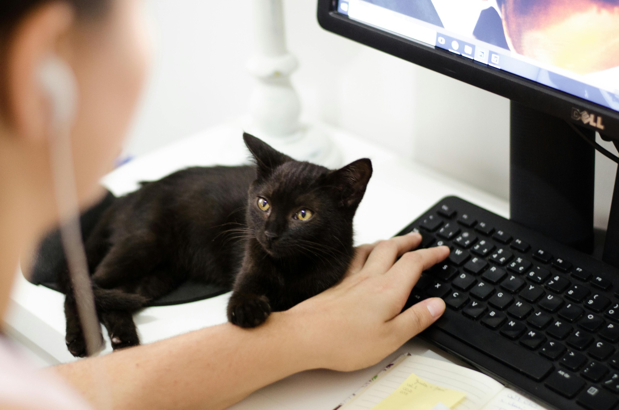 Chat s’installant près d'un ordinateur pour rester proche de son humain pendant une activité
