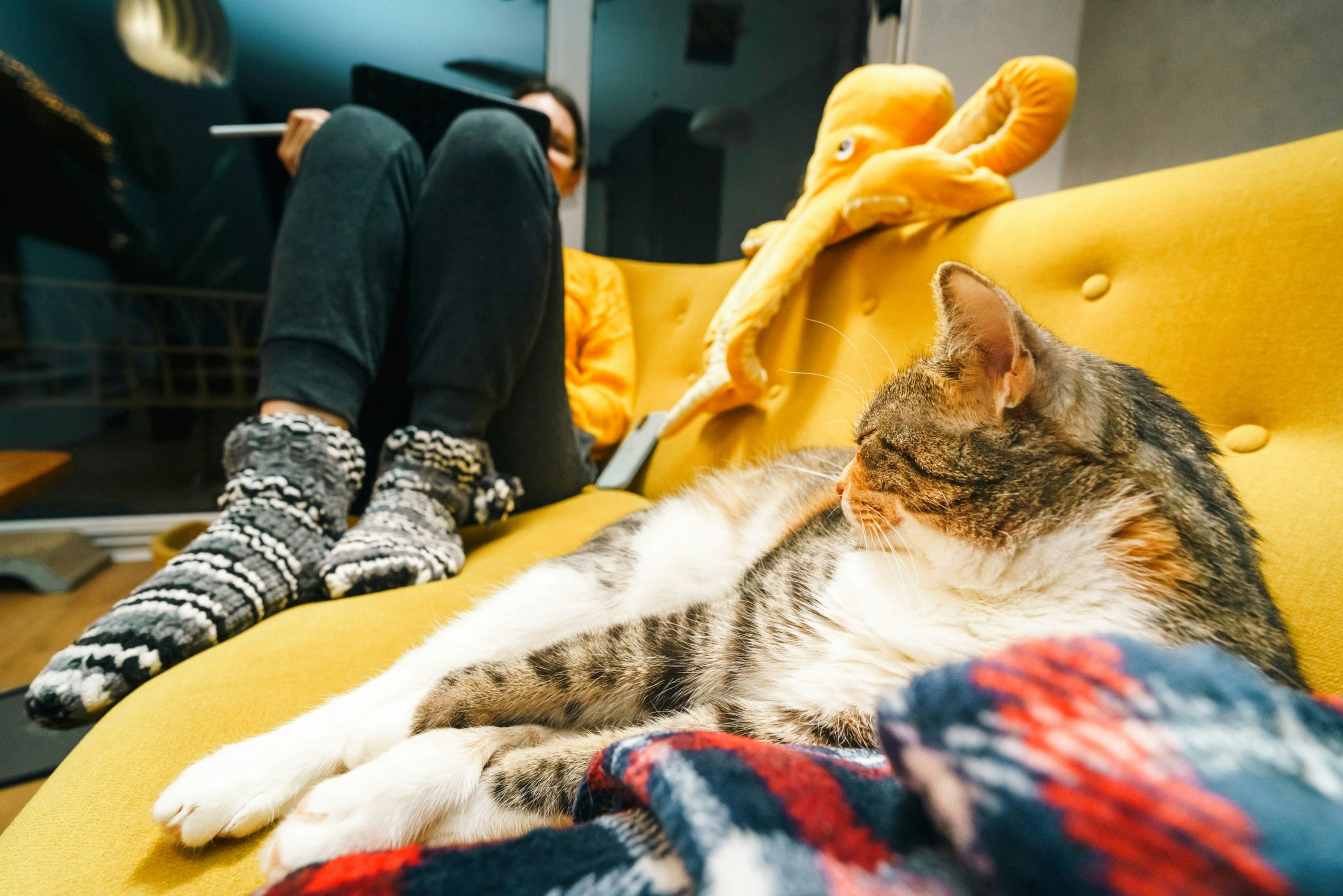 Chat se reposant à proximité de son humain sans contact direct illustrant une relation sécurisante