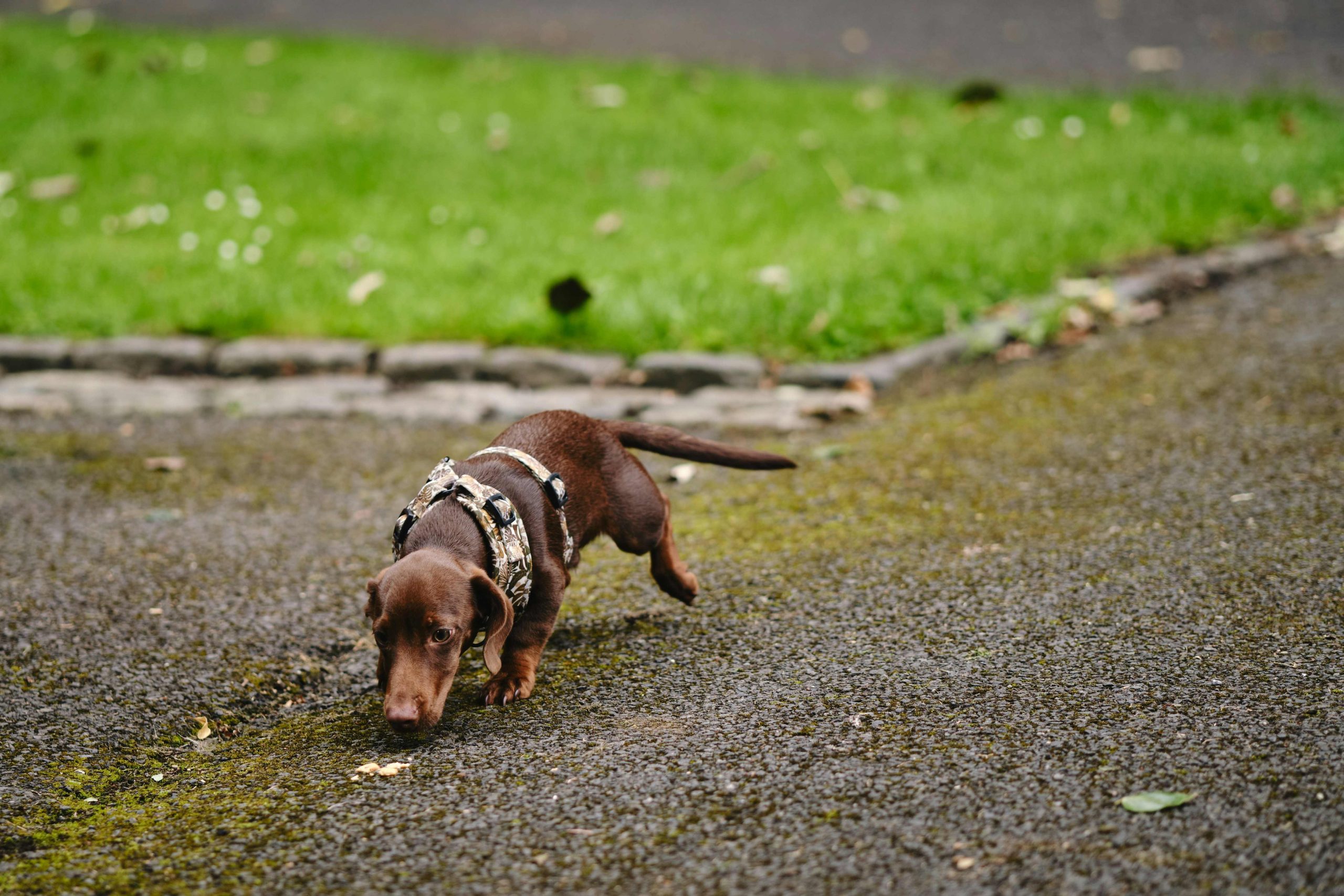 Chien qui flaire le sol pendant une promenade calme