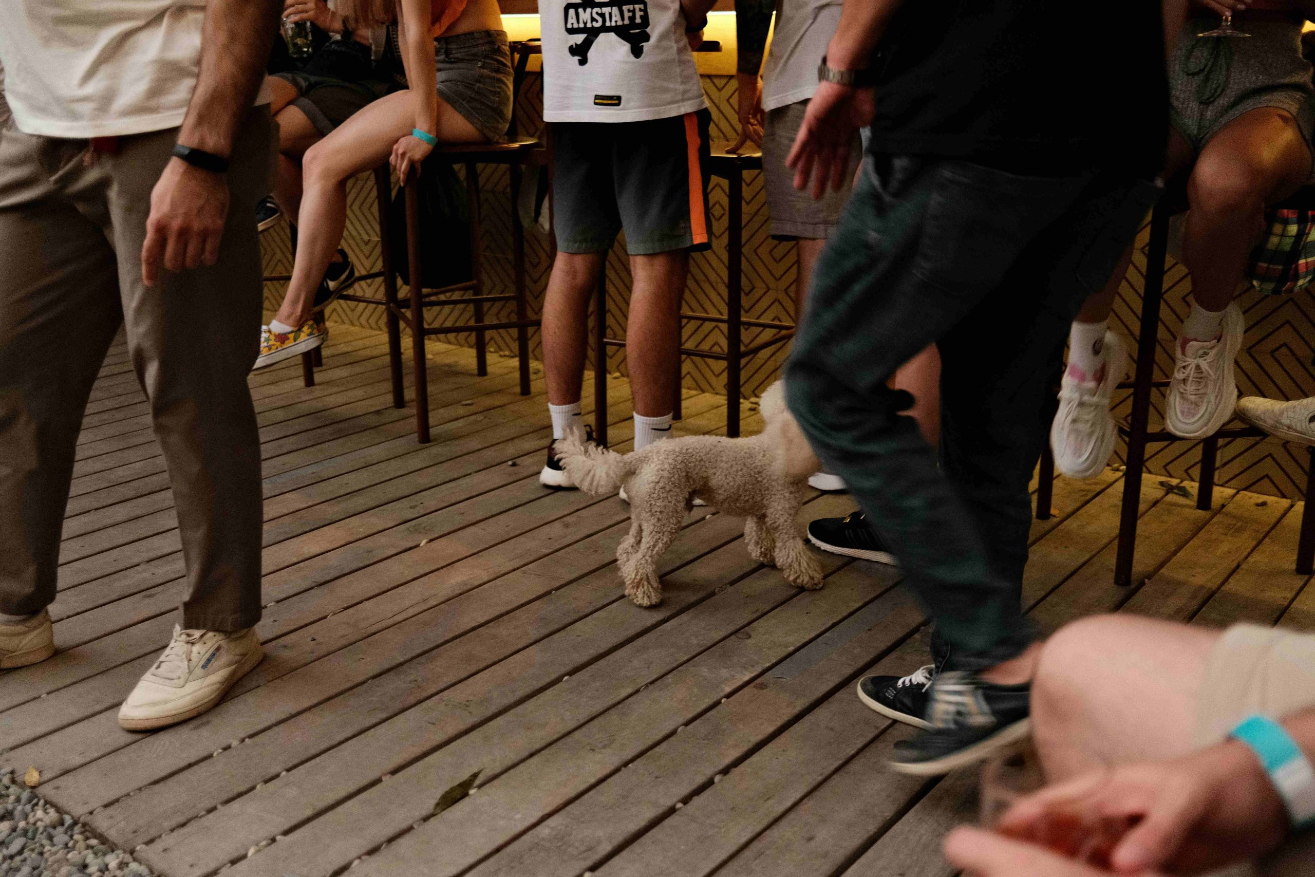 Petit chien au milieu des jambes dans un lieu très fréquenté où la distance avec les humains est difficile à maintenir