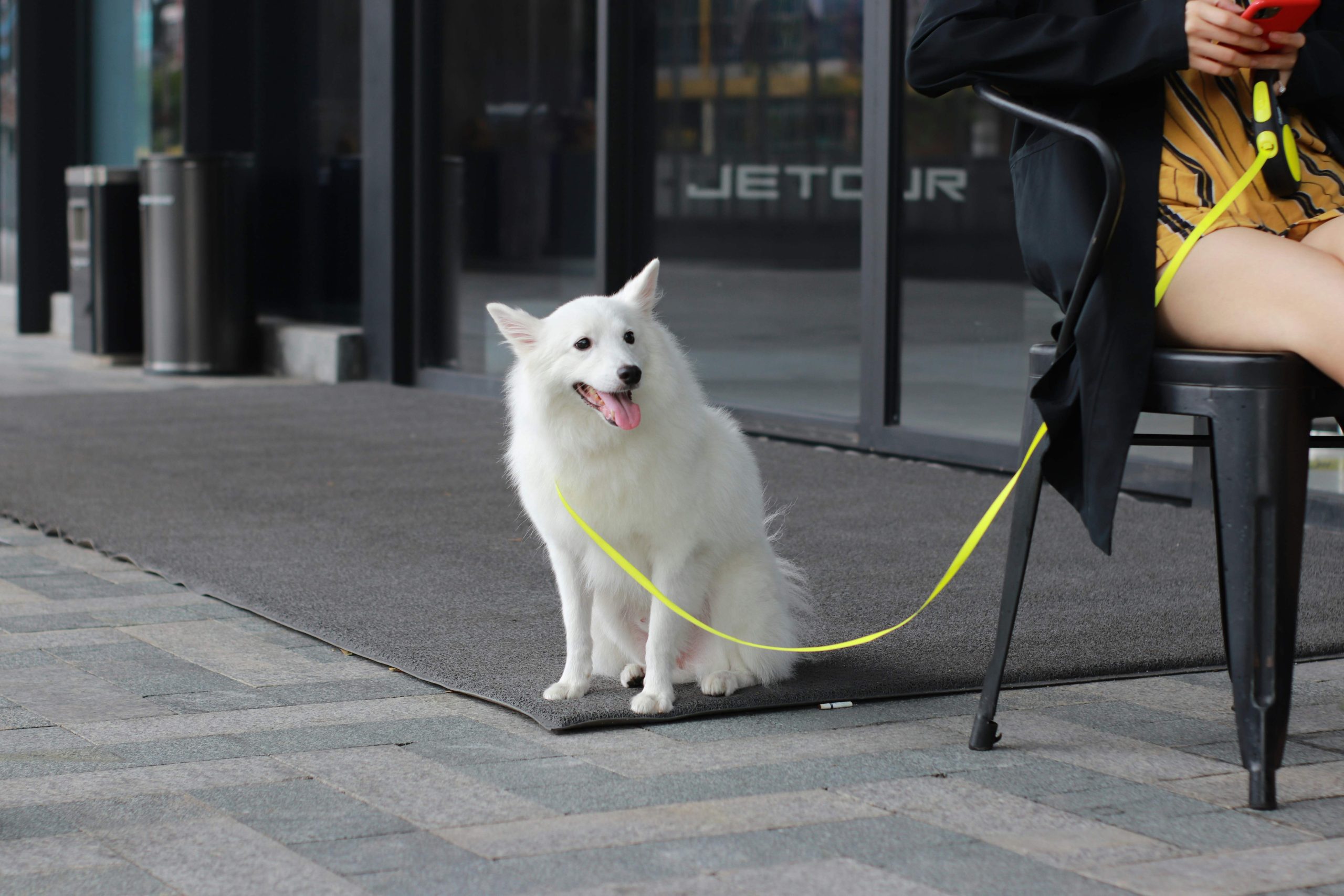 Chien en laisse dans un environnement urbain restant proche de son humain