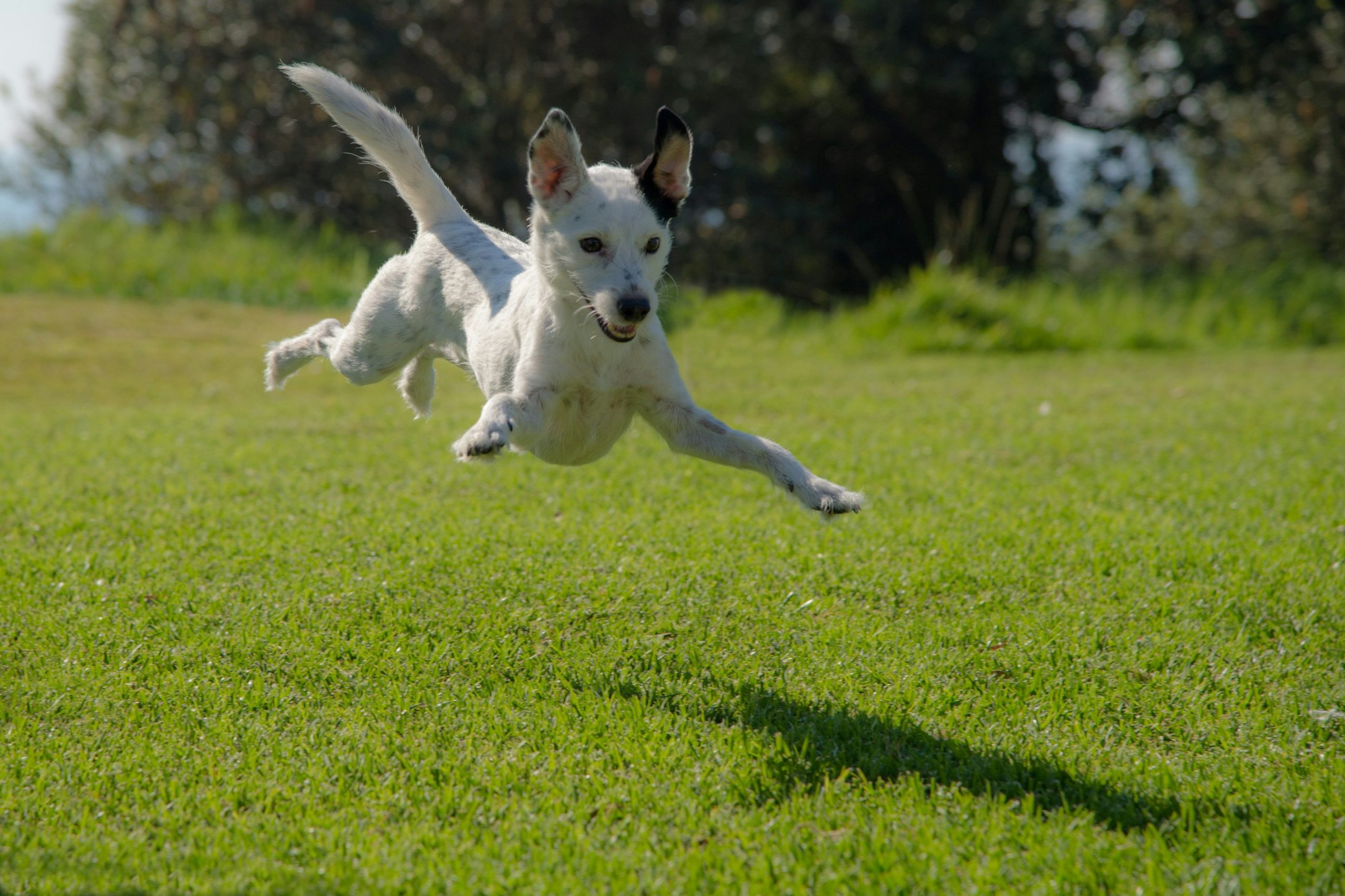 Promener son chien, laisse ou liberté, que faut-il vraiment privilégier ?