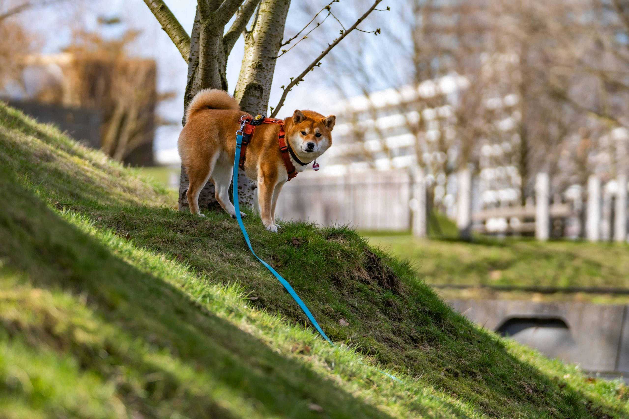 Chien en longe explorant son environnement tout en restant à distance de son humain