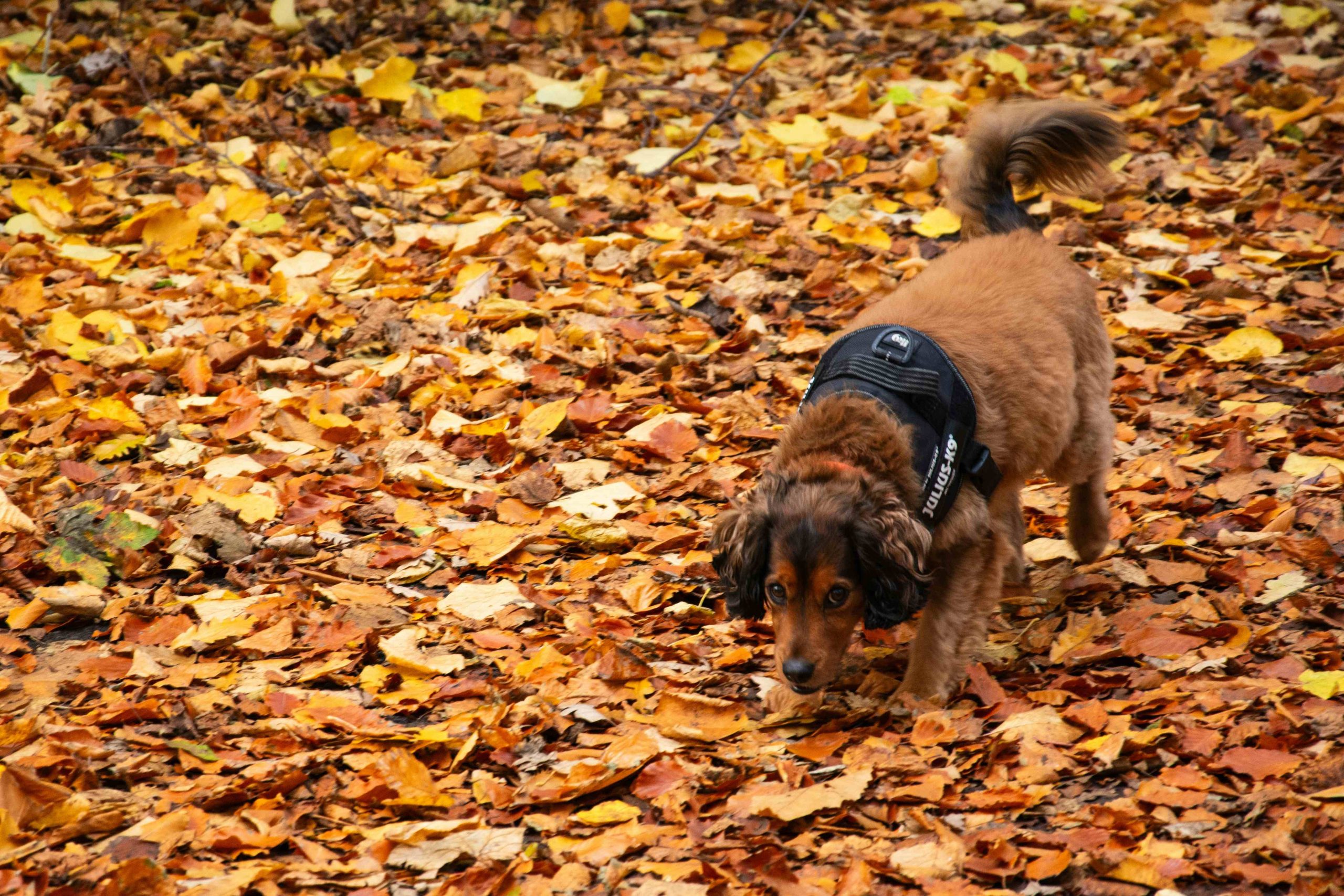 Chien explorant son environnement en reniflant les feuilles lors d’une promenade